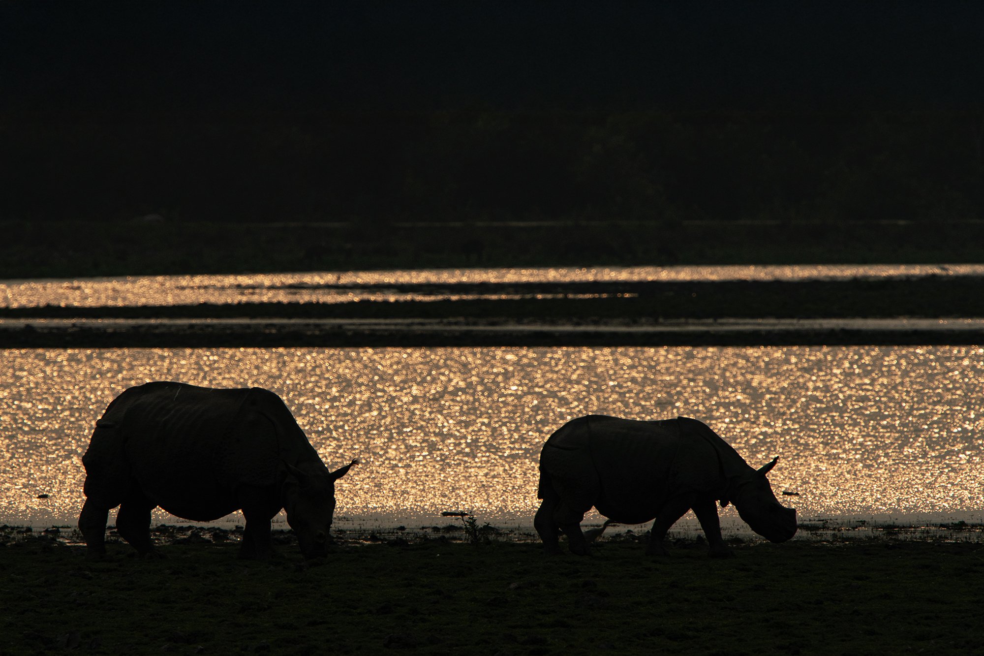 Kaziranga - Rhino Silhouette
