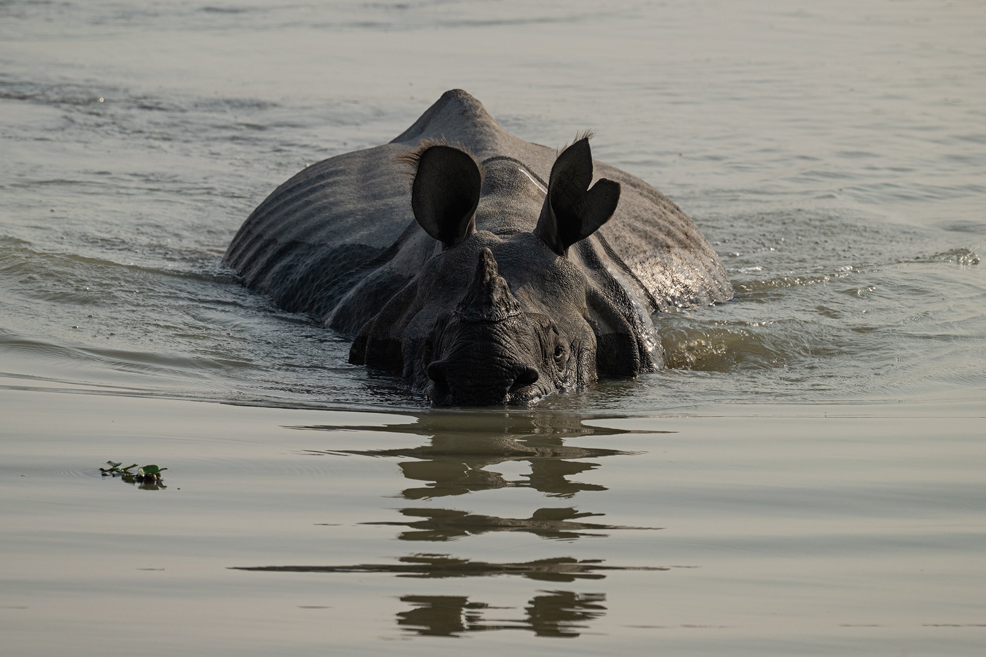 Kaziranga - Rhino swimming