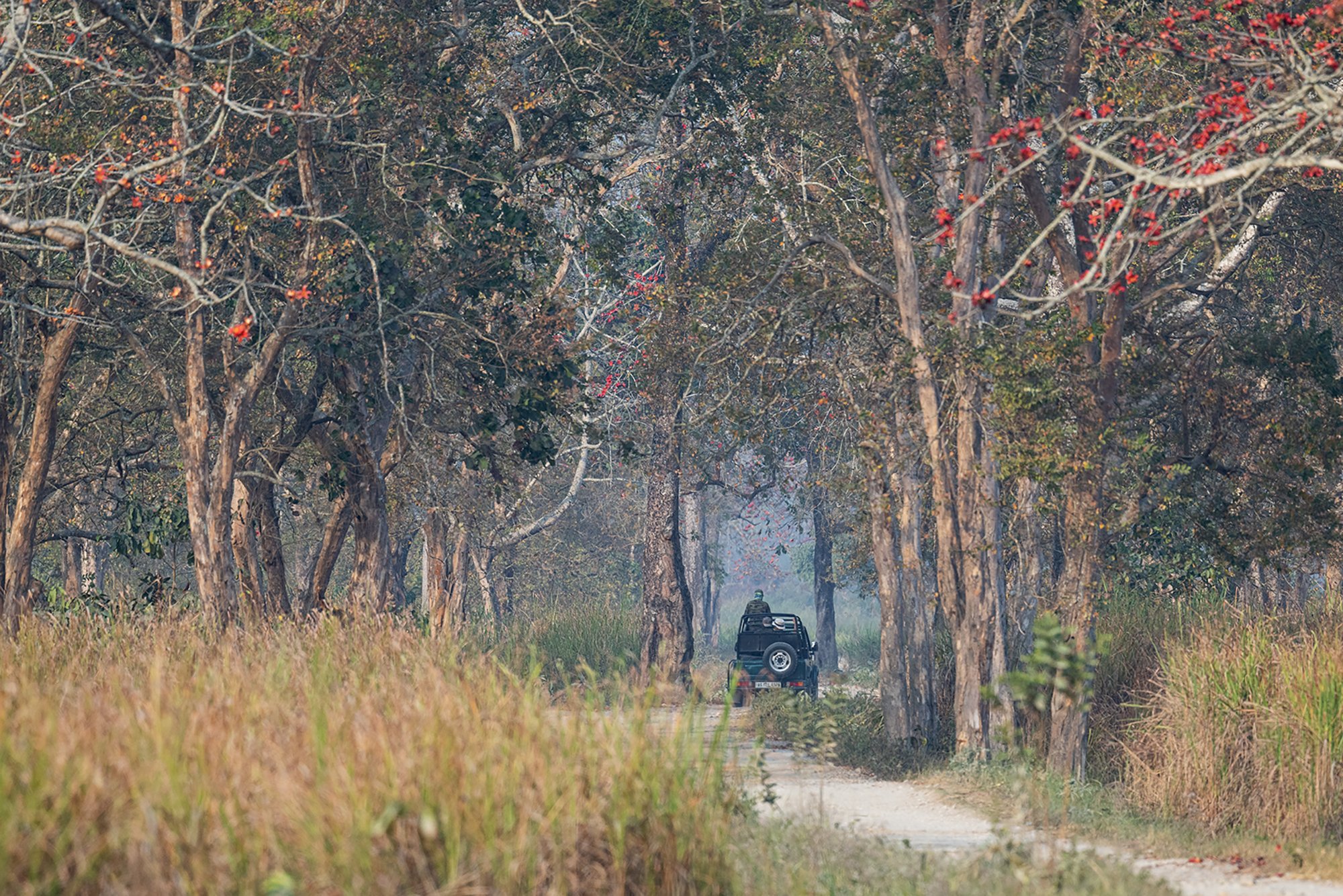 Kaziranga - Safari