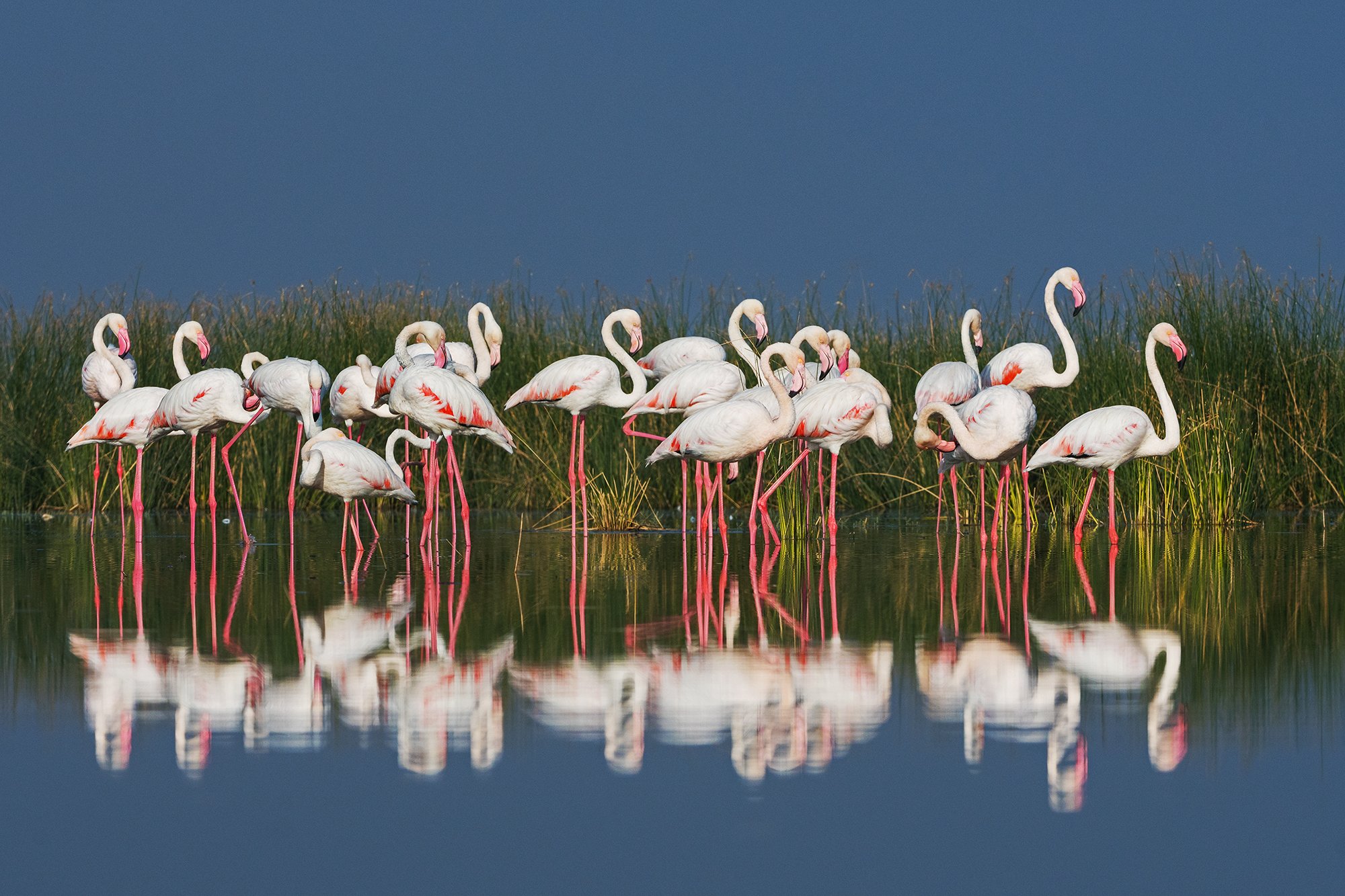 LRK - Greater Flamingo, Little Rann Of Kutch