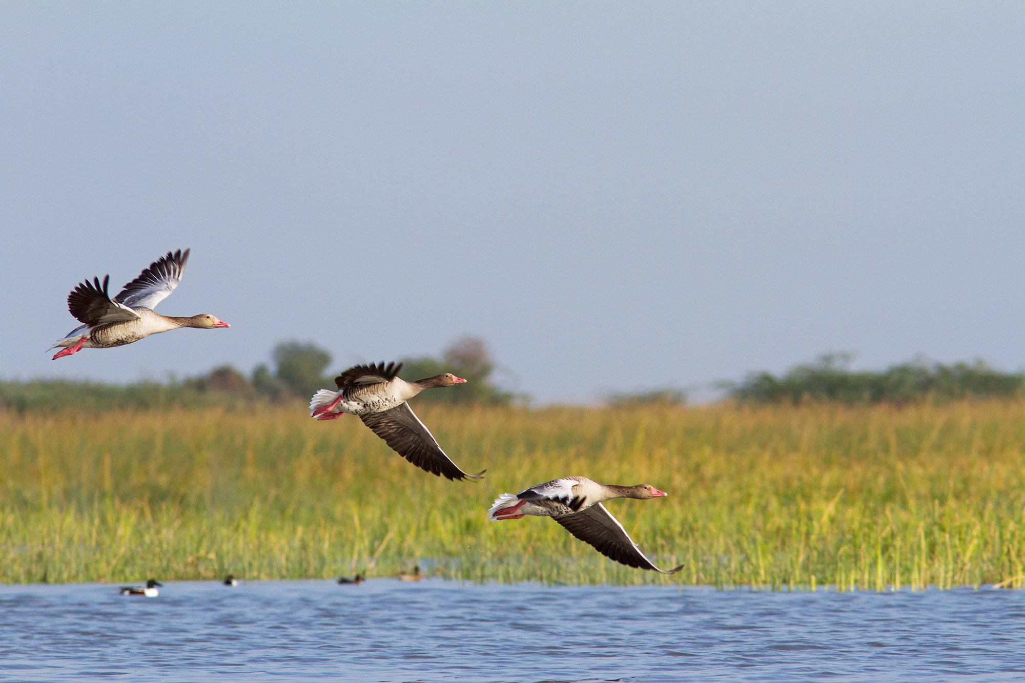 LRK - Greylag Geese, Little Rann Of Kutch