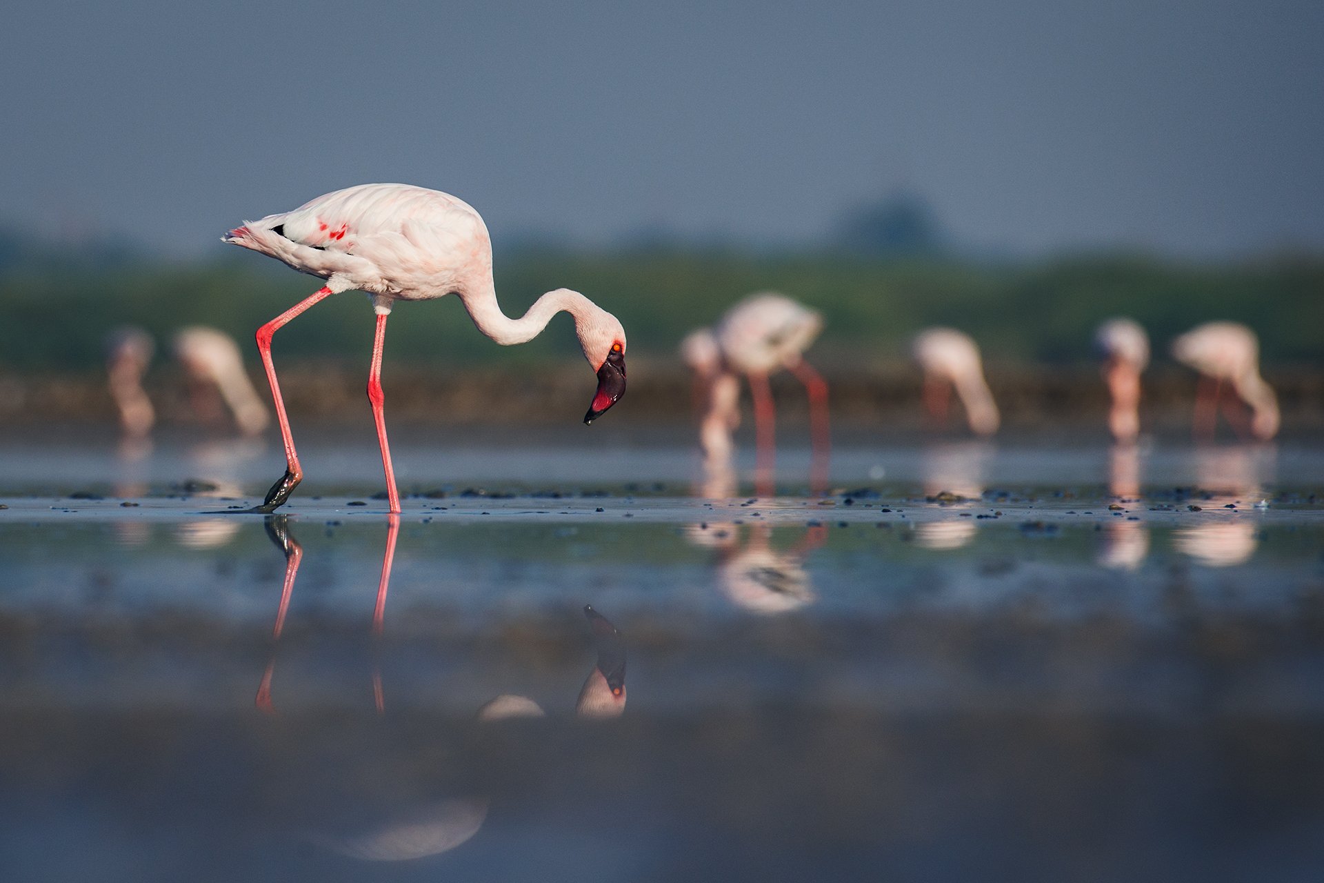 LRK - Lesser Flamingo, Little Rann Of Kutch