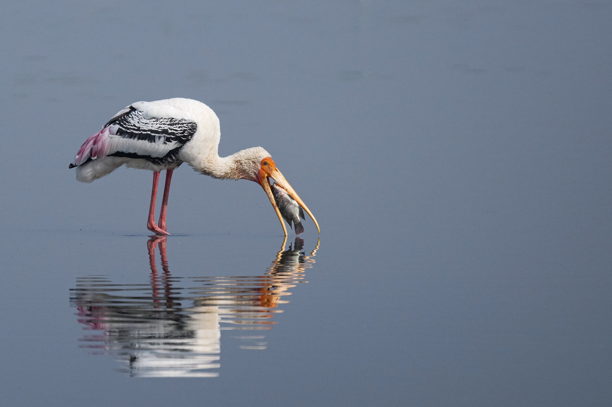 LRK - Painted Stork, Little Rann Of Kutch