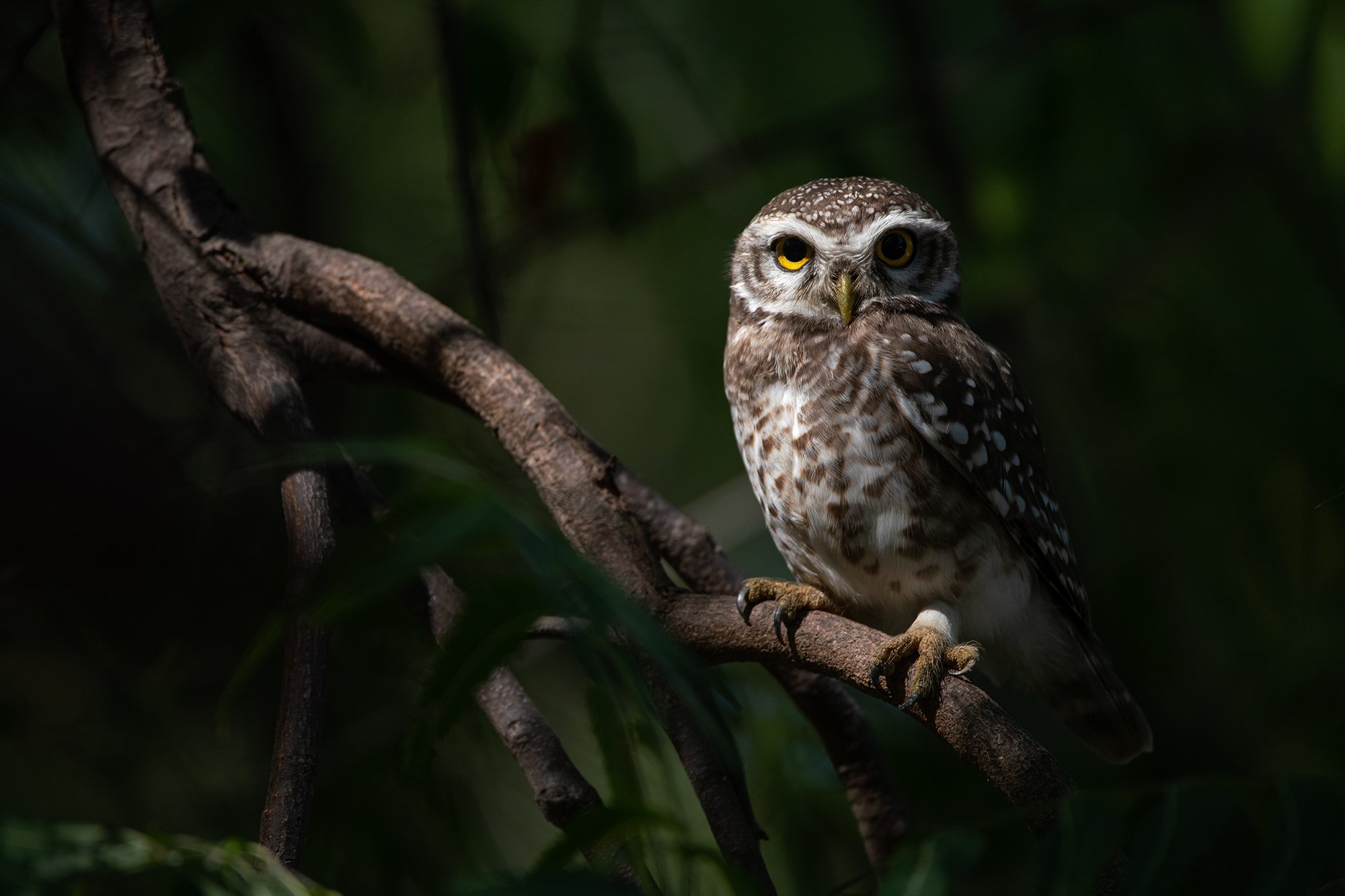 LRK - Spotted Owlet, Little Rann Of Kutch