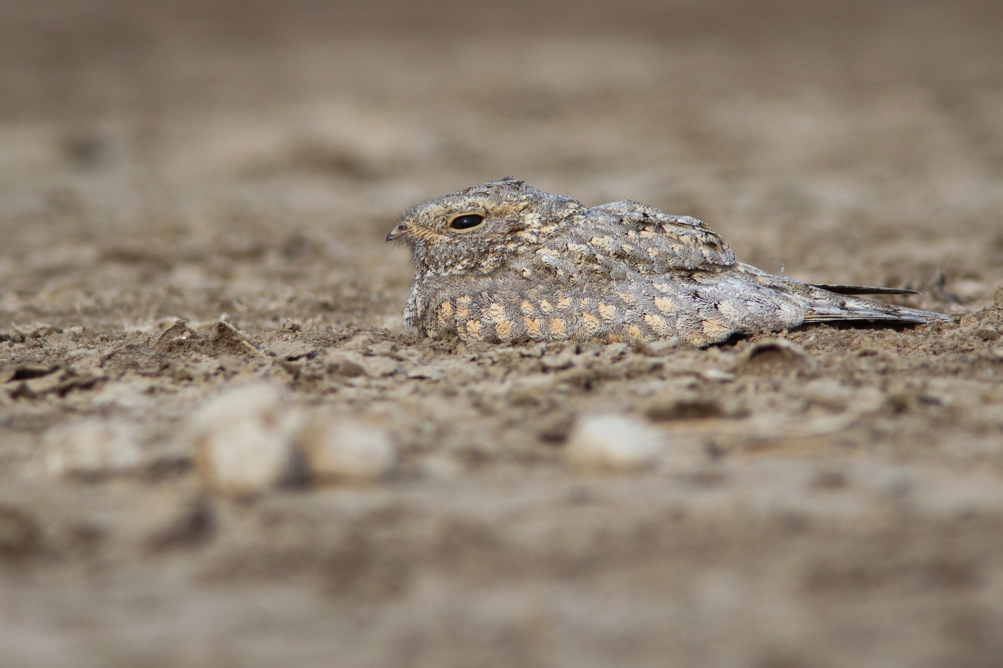 LRK - Sykes Nightjar, Little Rann Of Kutch