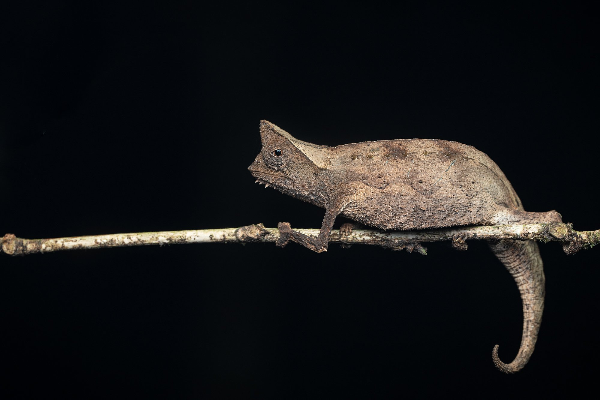 Madagascar - Brookesia