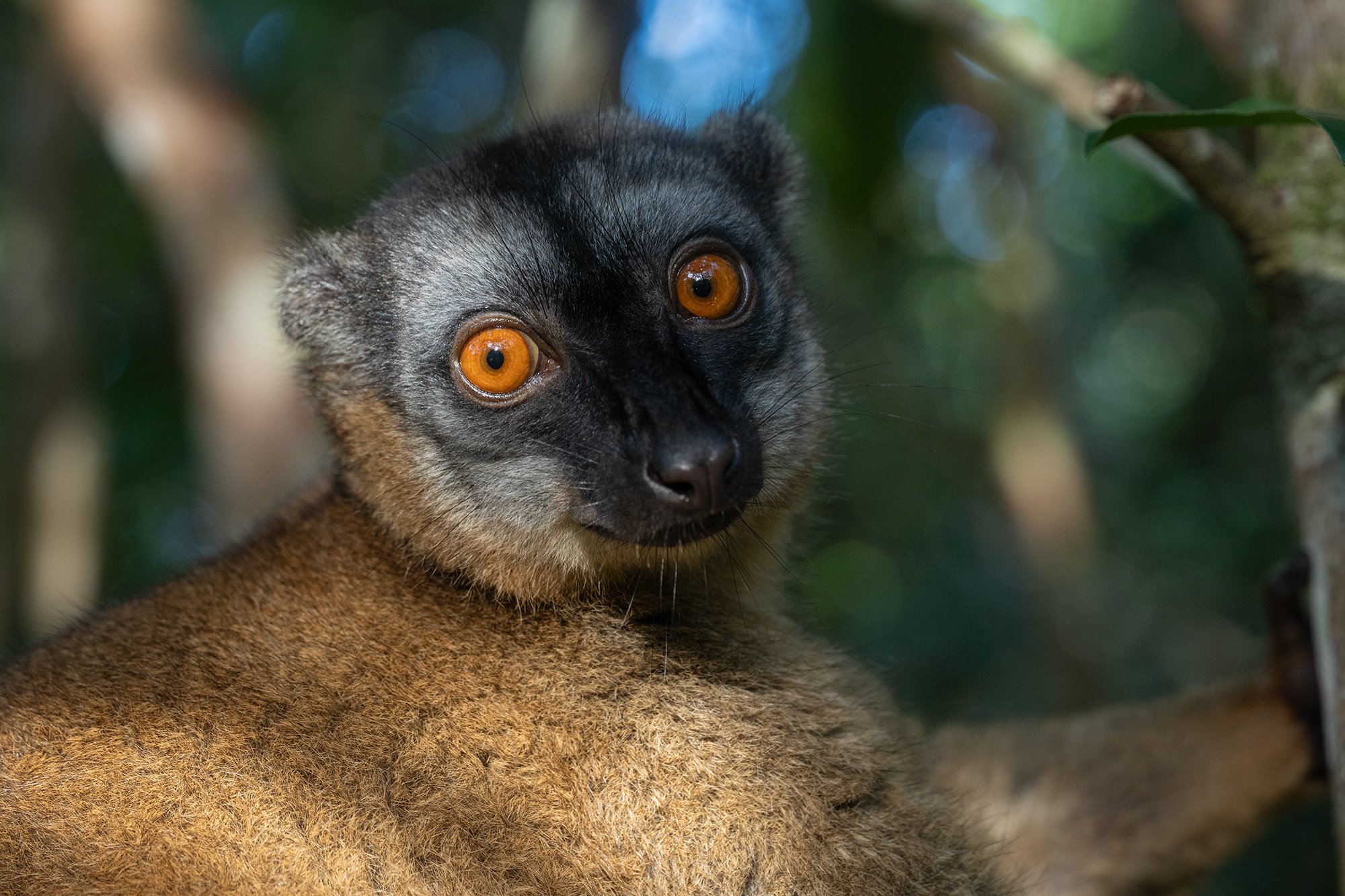 Madagascar - Brown Lemur
