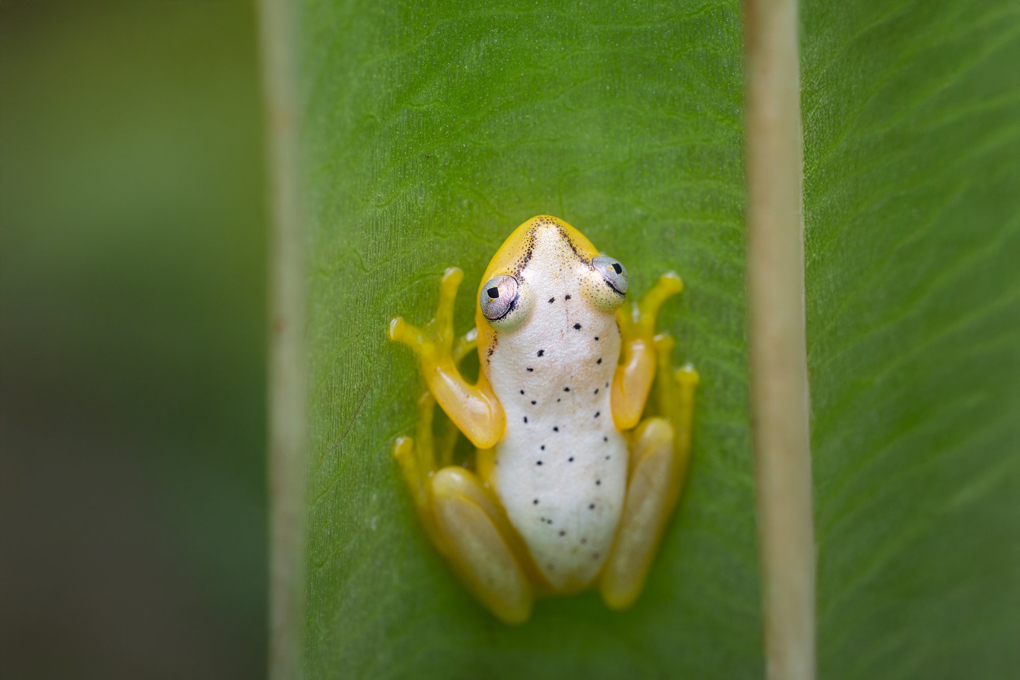 Madagascar---Frog-2_1