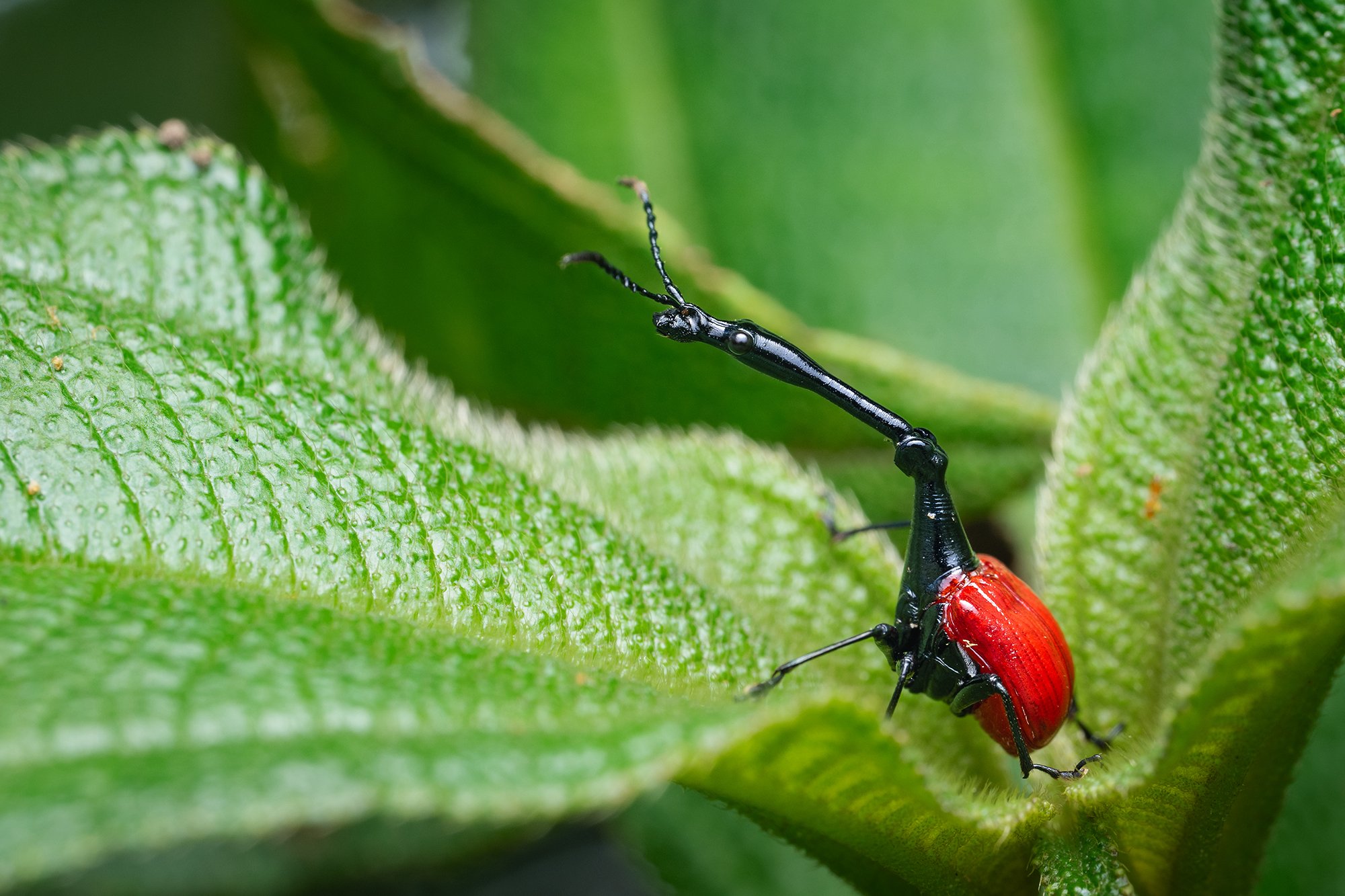 Madagascar - Giraffe Weevil