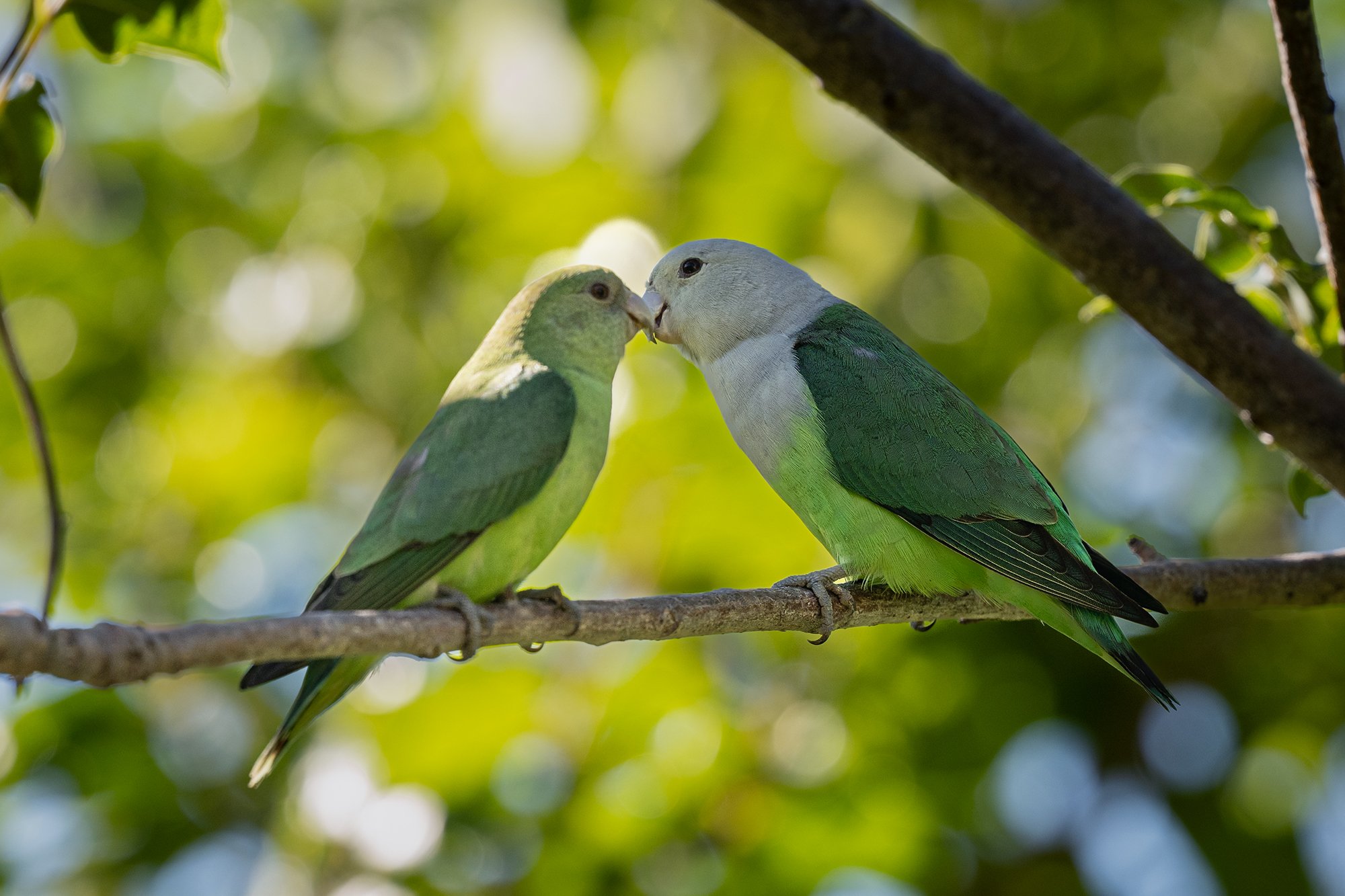 Madagascar - Grey headed Lovebird