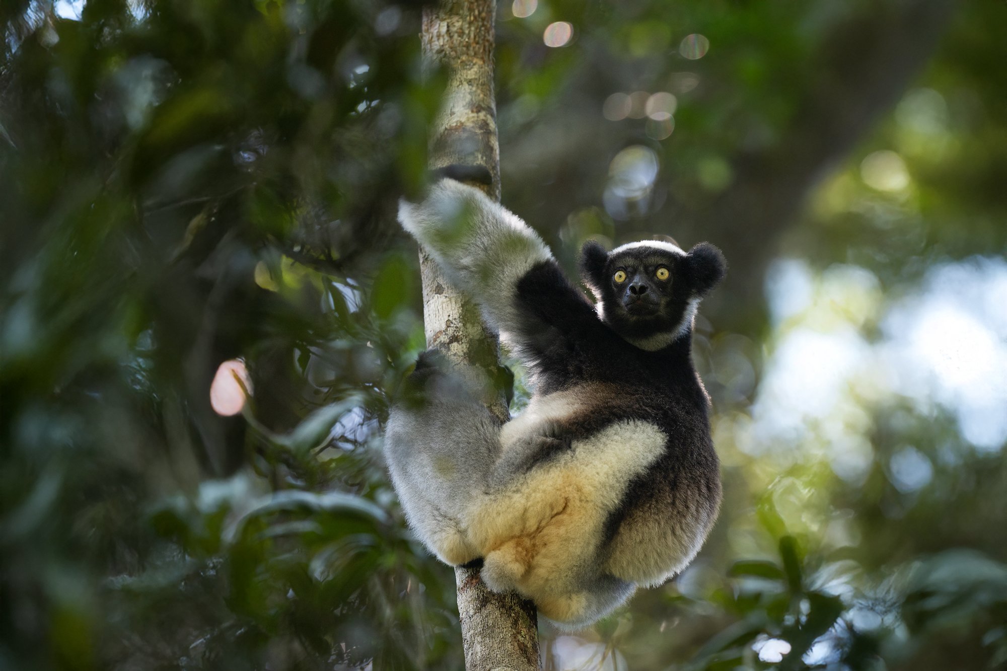 Madagascar---Indri_1