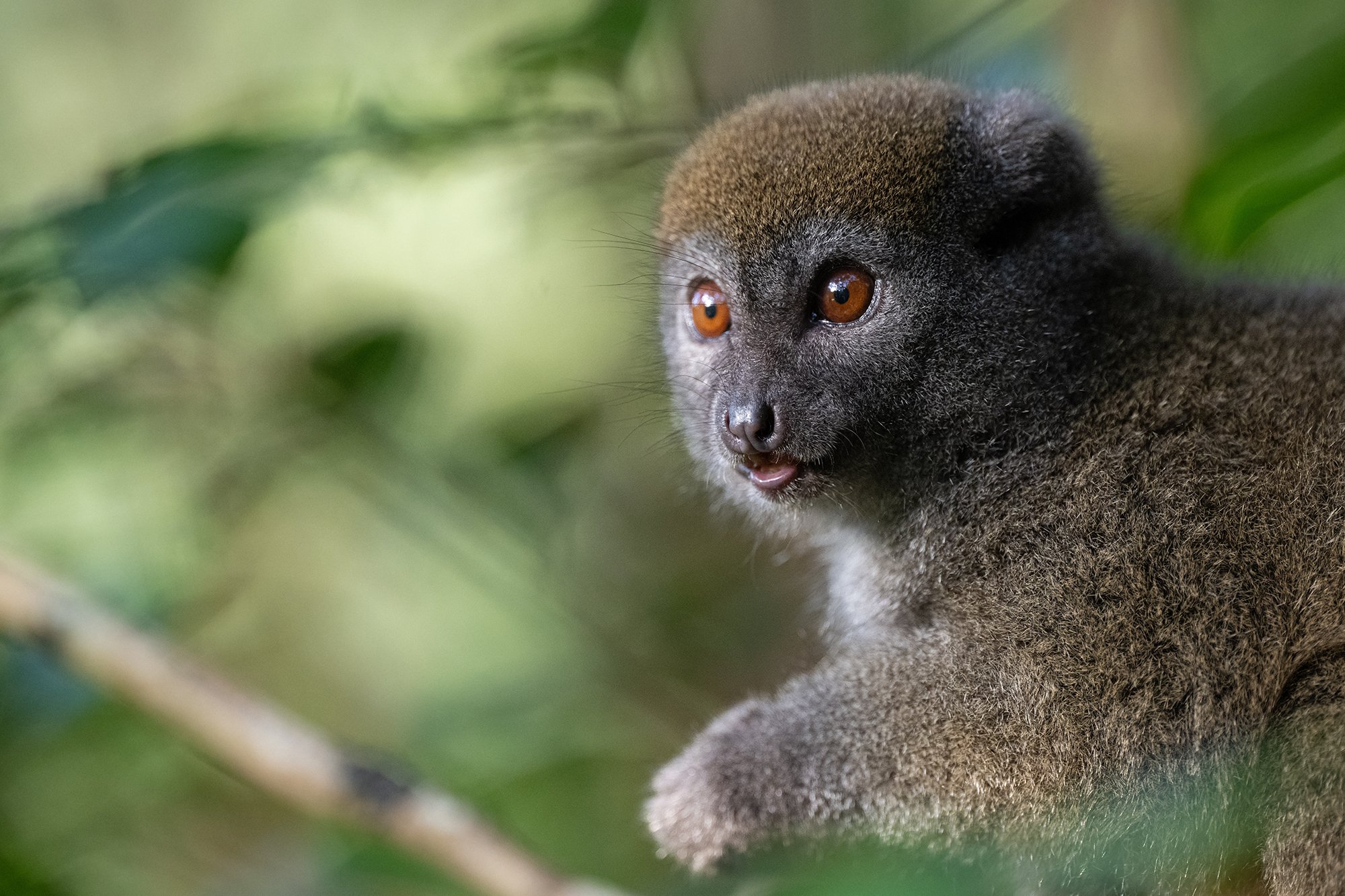 Madagascar - Lesser Bamboo Lemur
