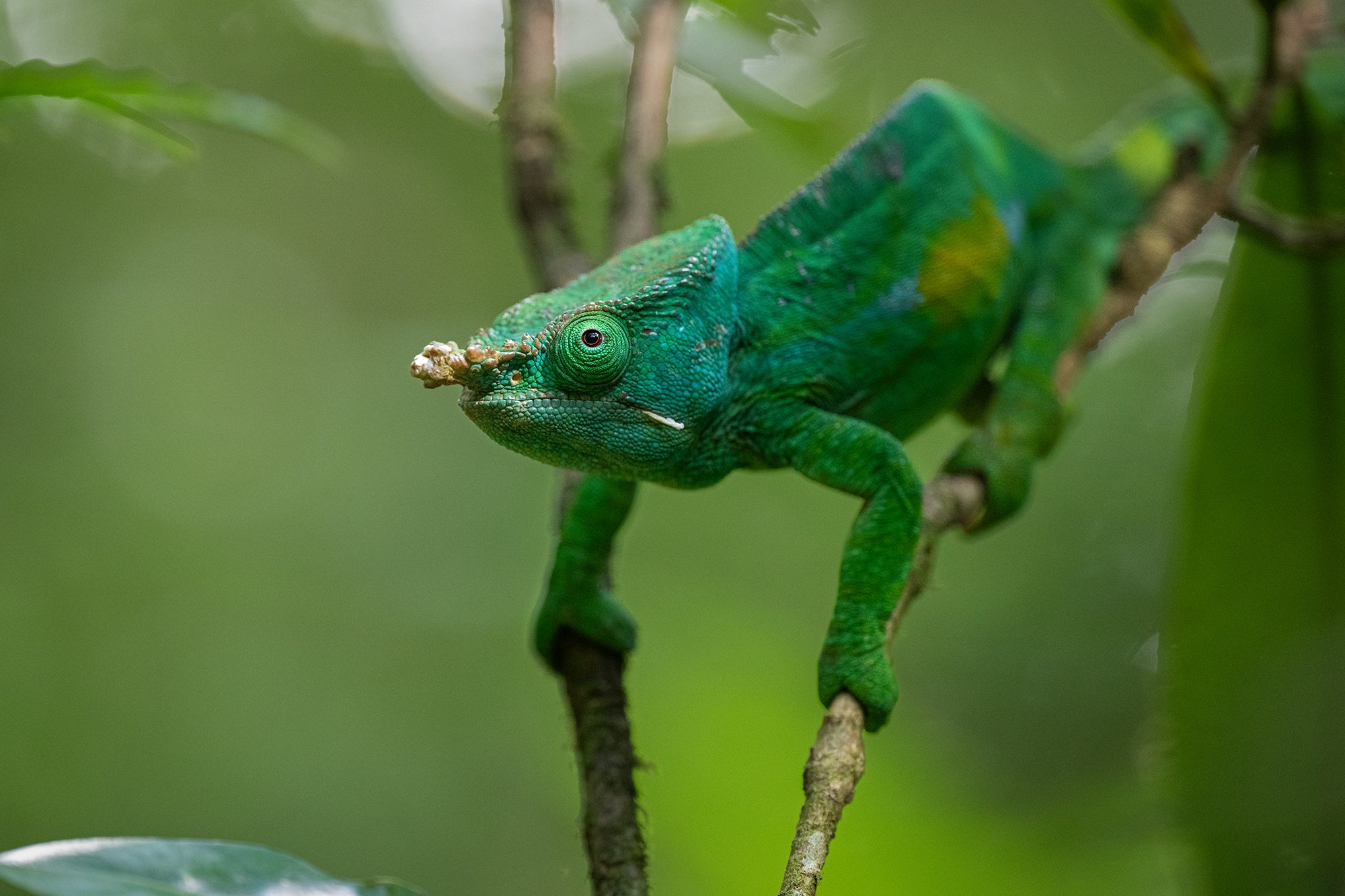 Madagascar - Parson_s Chameleon
