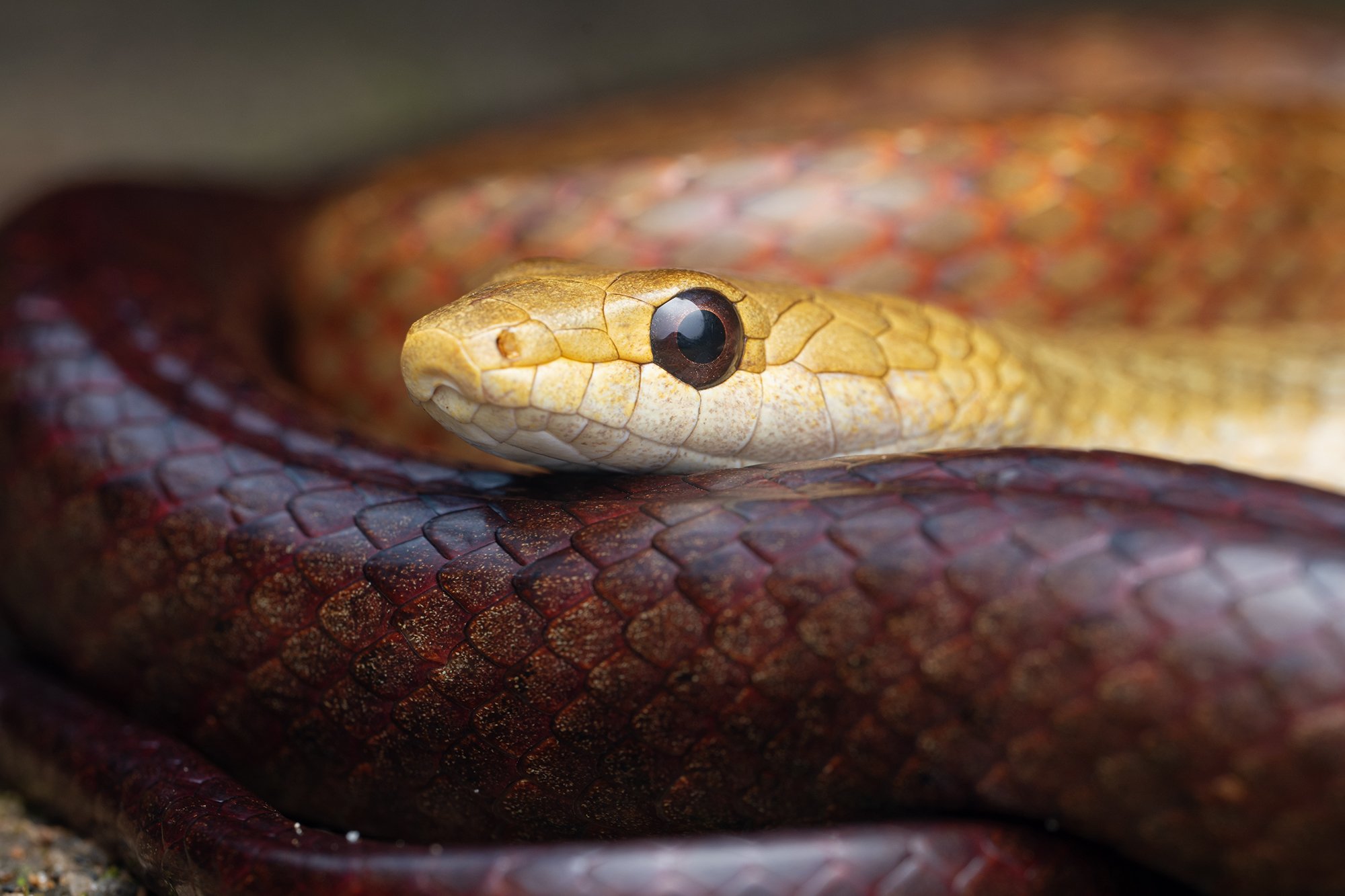Madagascar - Perinet Night Snake