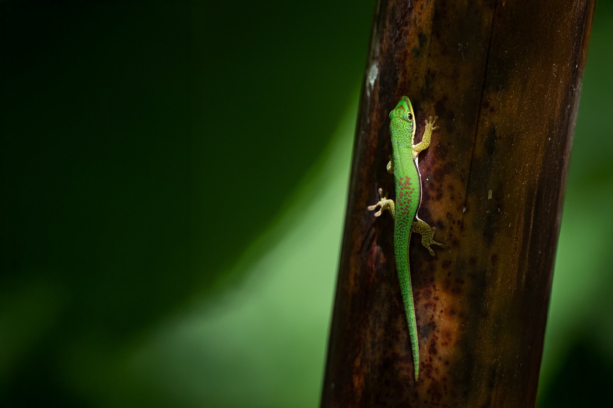 Madagascar---Phelsuma_1