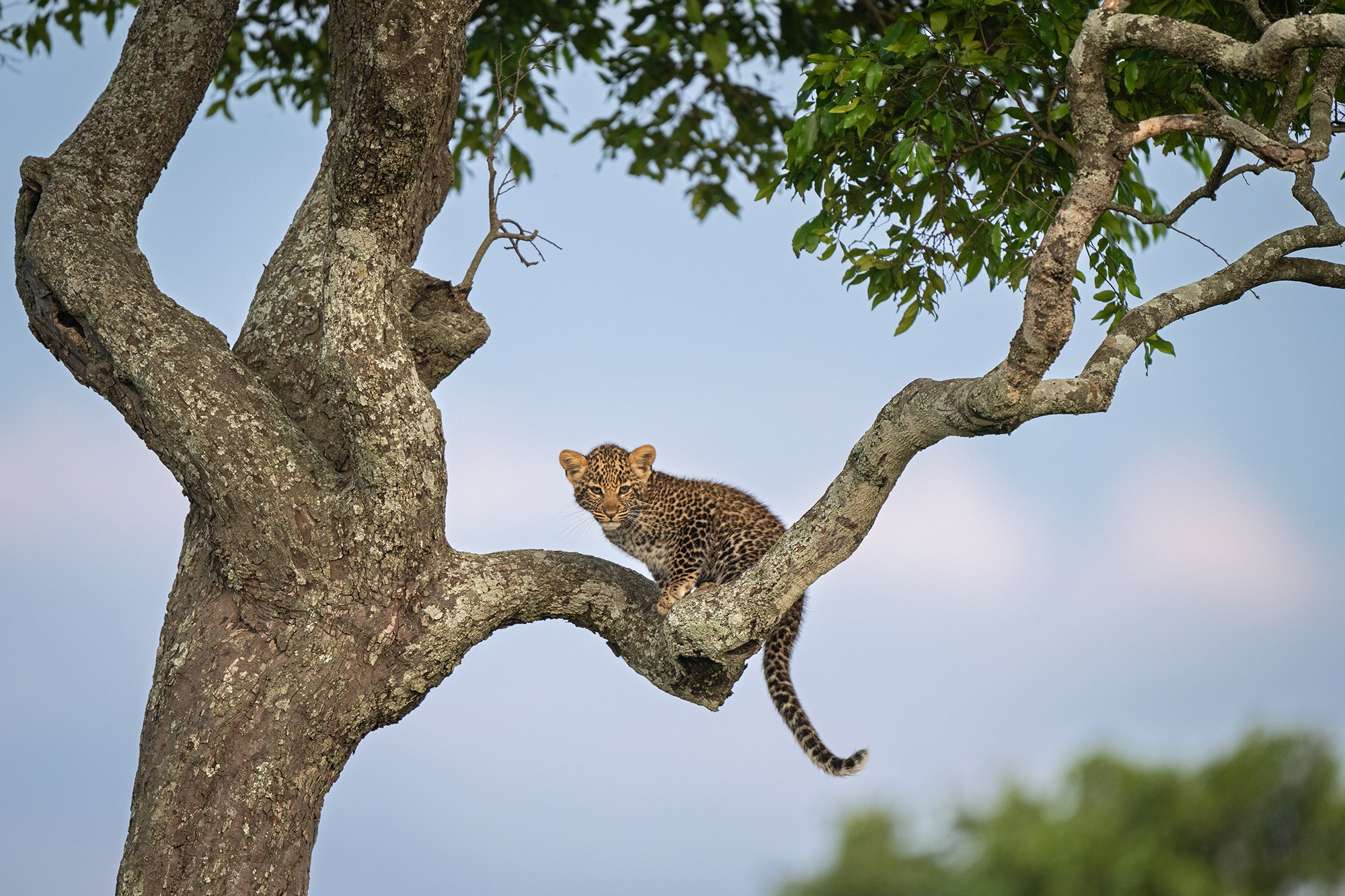 Masai Mara Baby Leopard on Tree