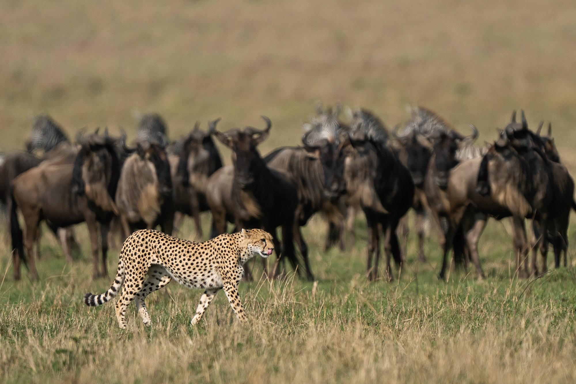 Masai Mara Cheeta walking