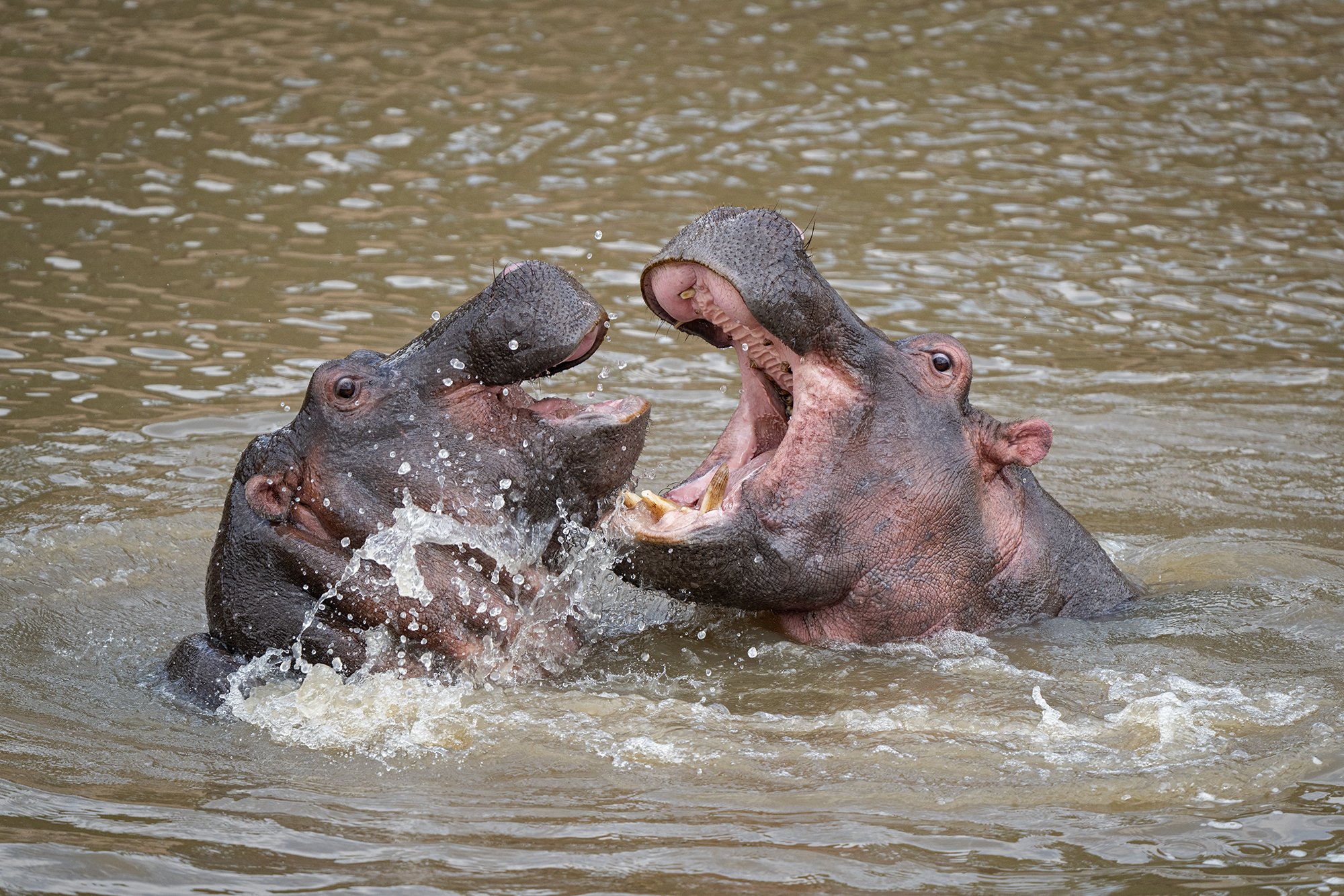Masai Mara Hippo