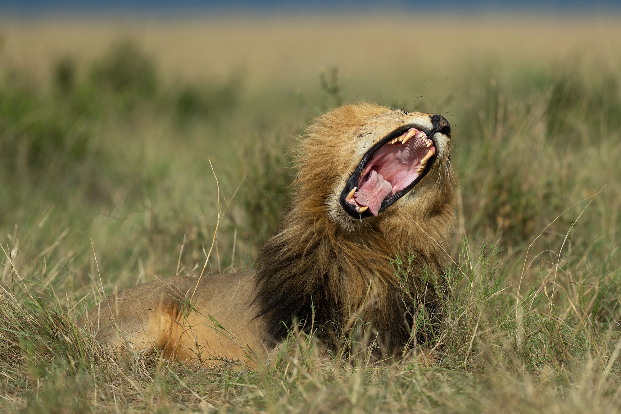 From Big Five to Magnificent Seven – Kruger’s Charismatic Mammals