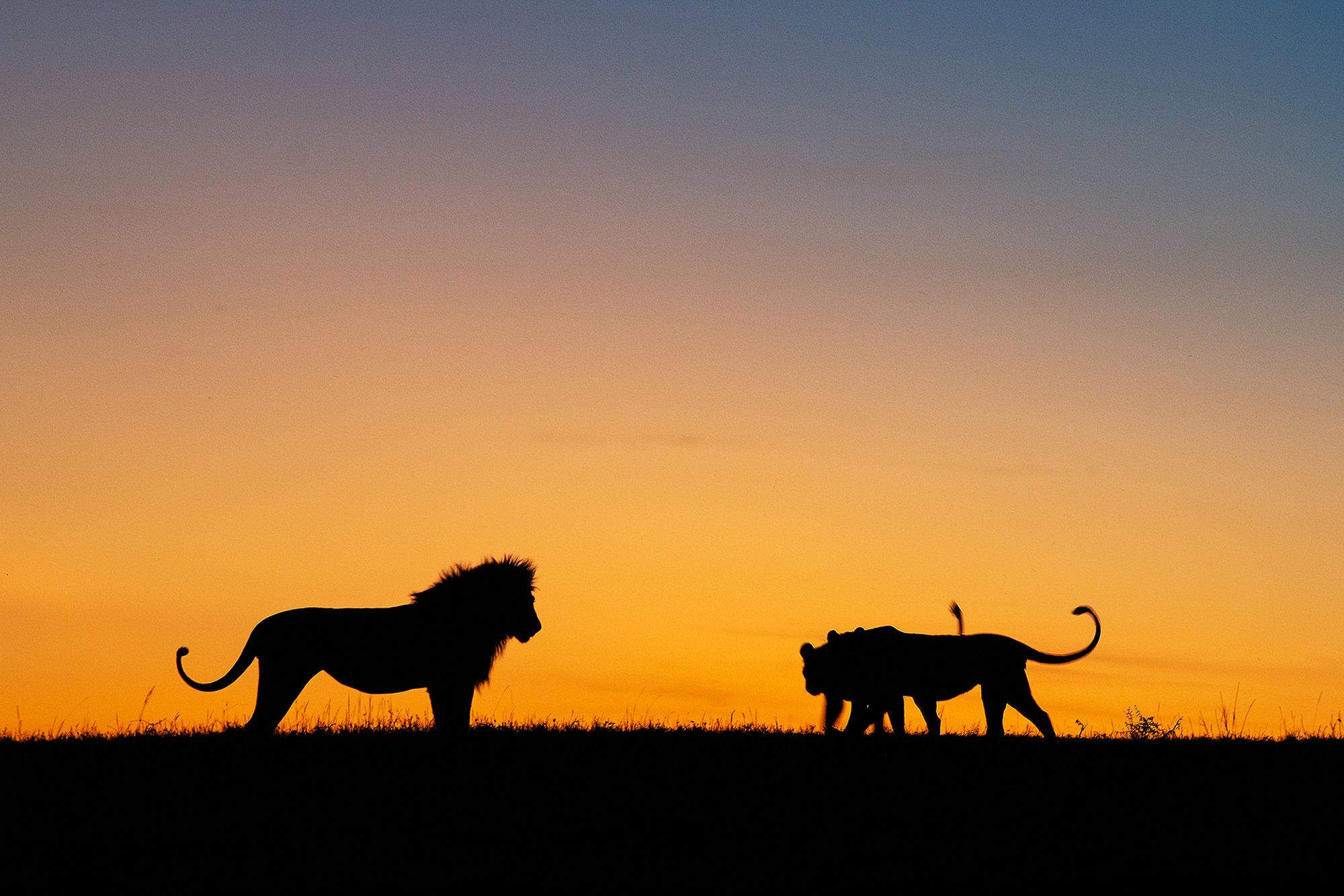 Masai Mara Lion Family- 1