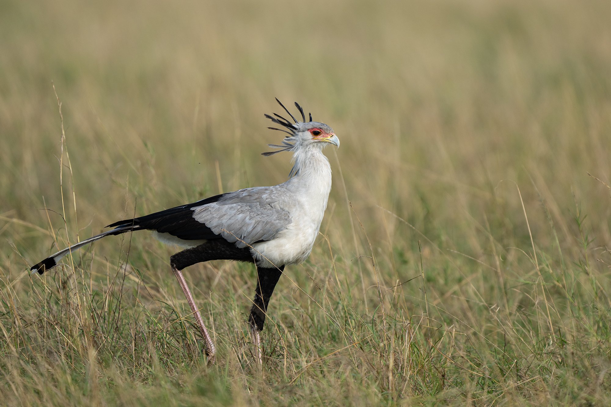 Masai Mara Secretary Bird- 9