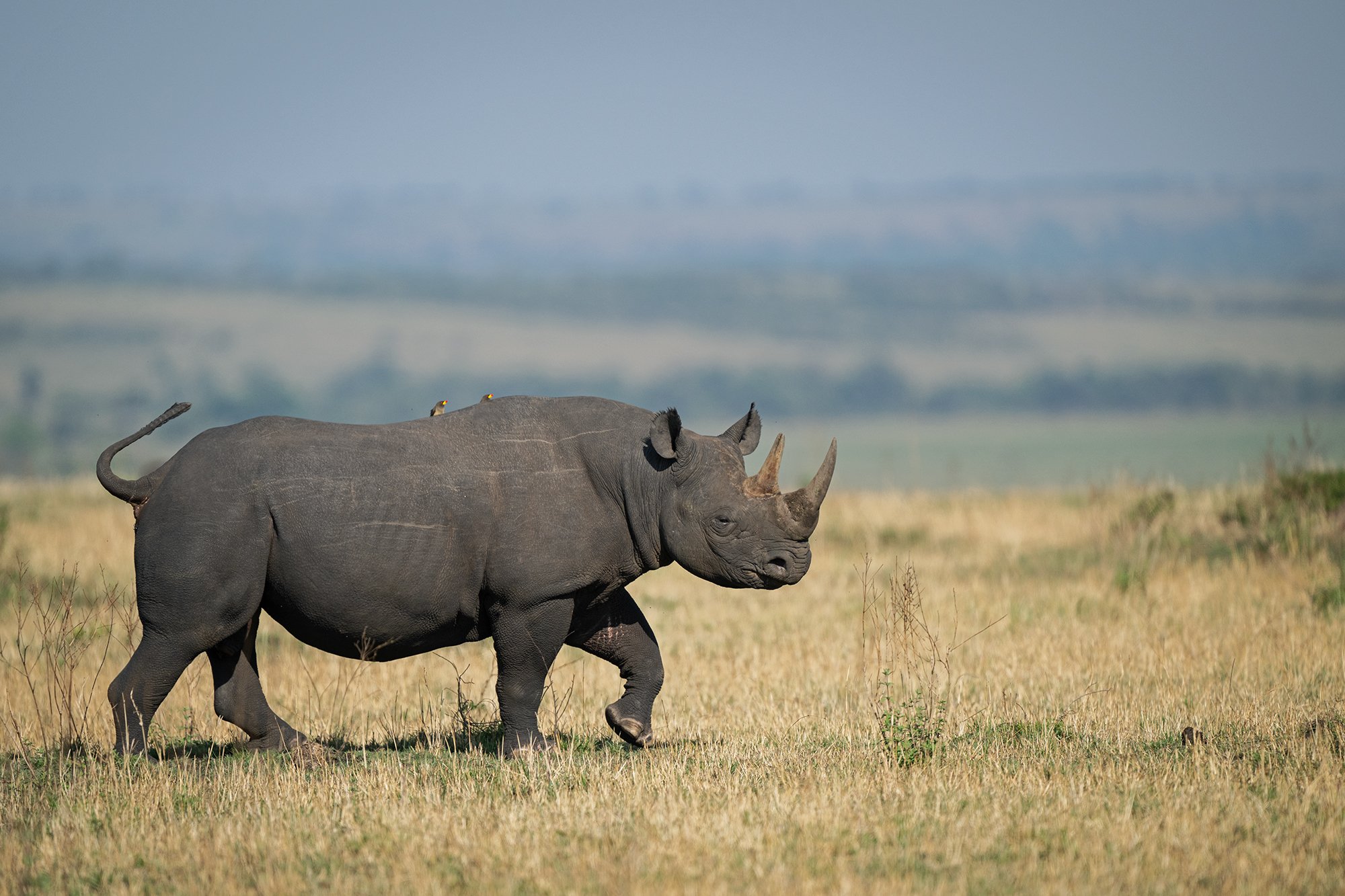 Masai Mara rhino