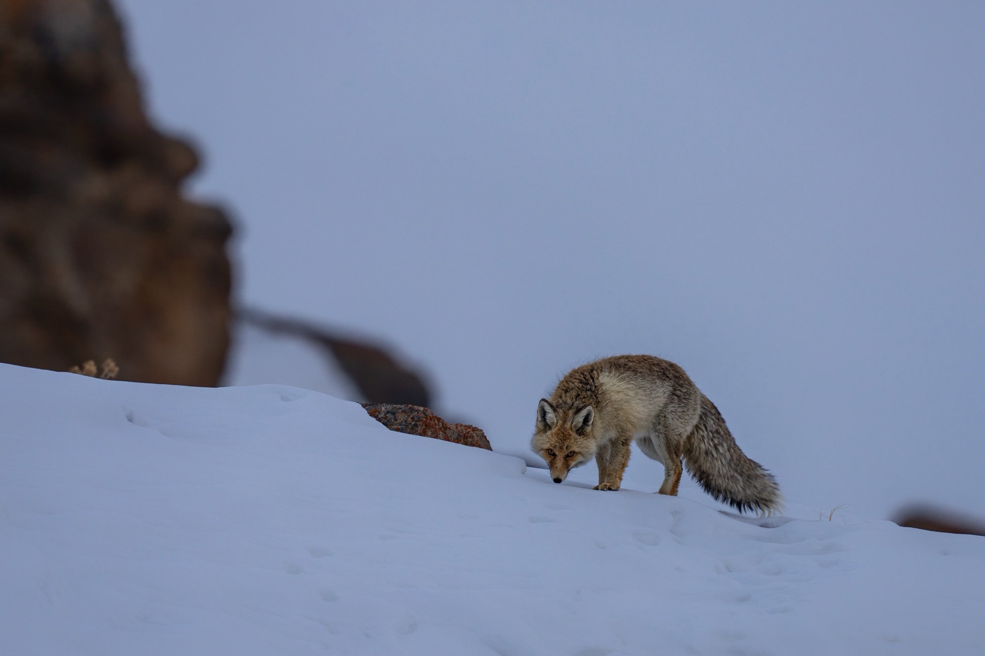 Red-Fox-in-Snow-Spiti