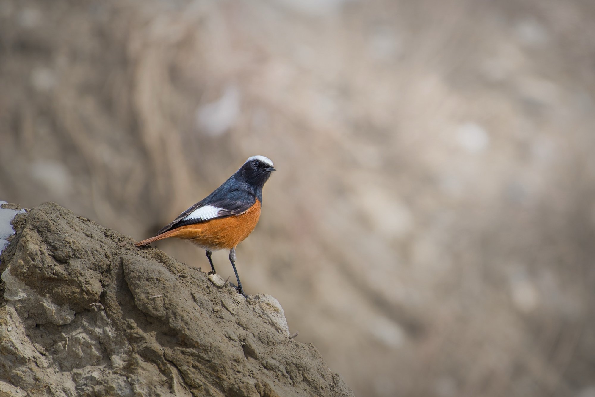 Spiti-Birds_1