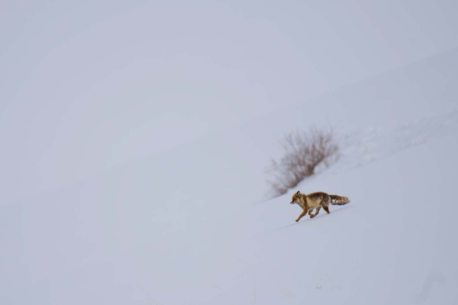 Spiti Red Fox