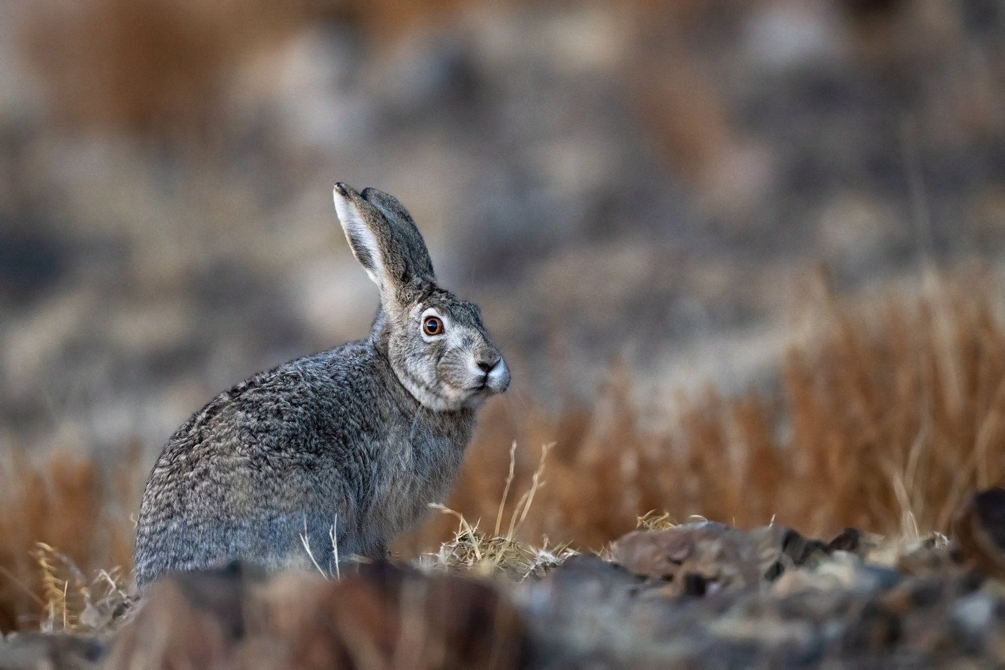 Tibetan woolly hare, Spiti Snow Leopard