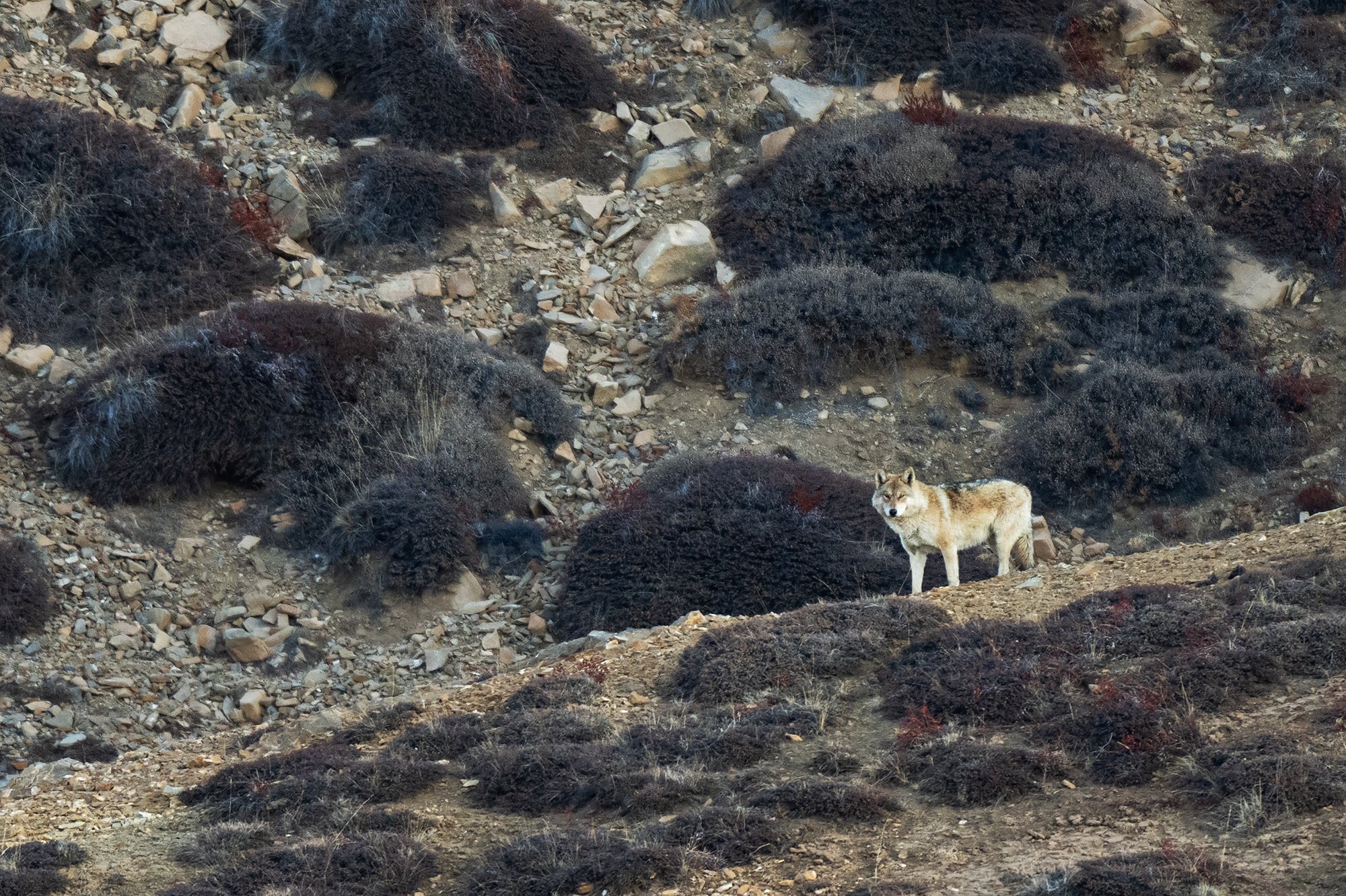 Himalayan Wolf, Spiti