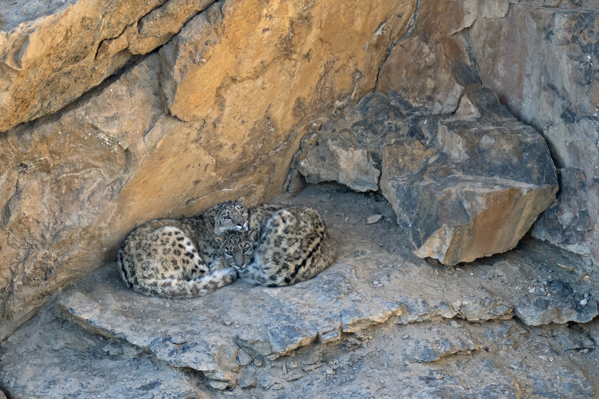 Spiti Snow Leopard Mother and Cubs