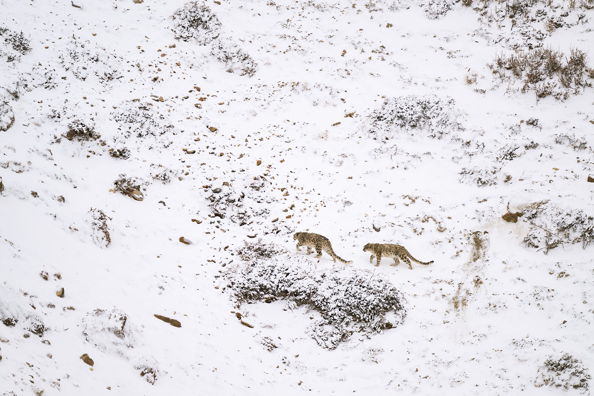 Spiti_SnowLeopard-8Spiti Snow Leopard Mother and Cubs