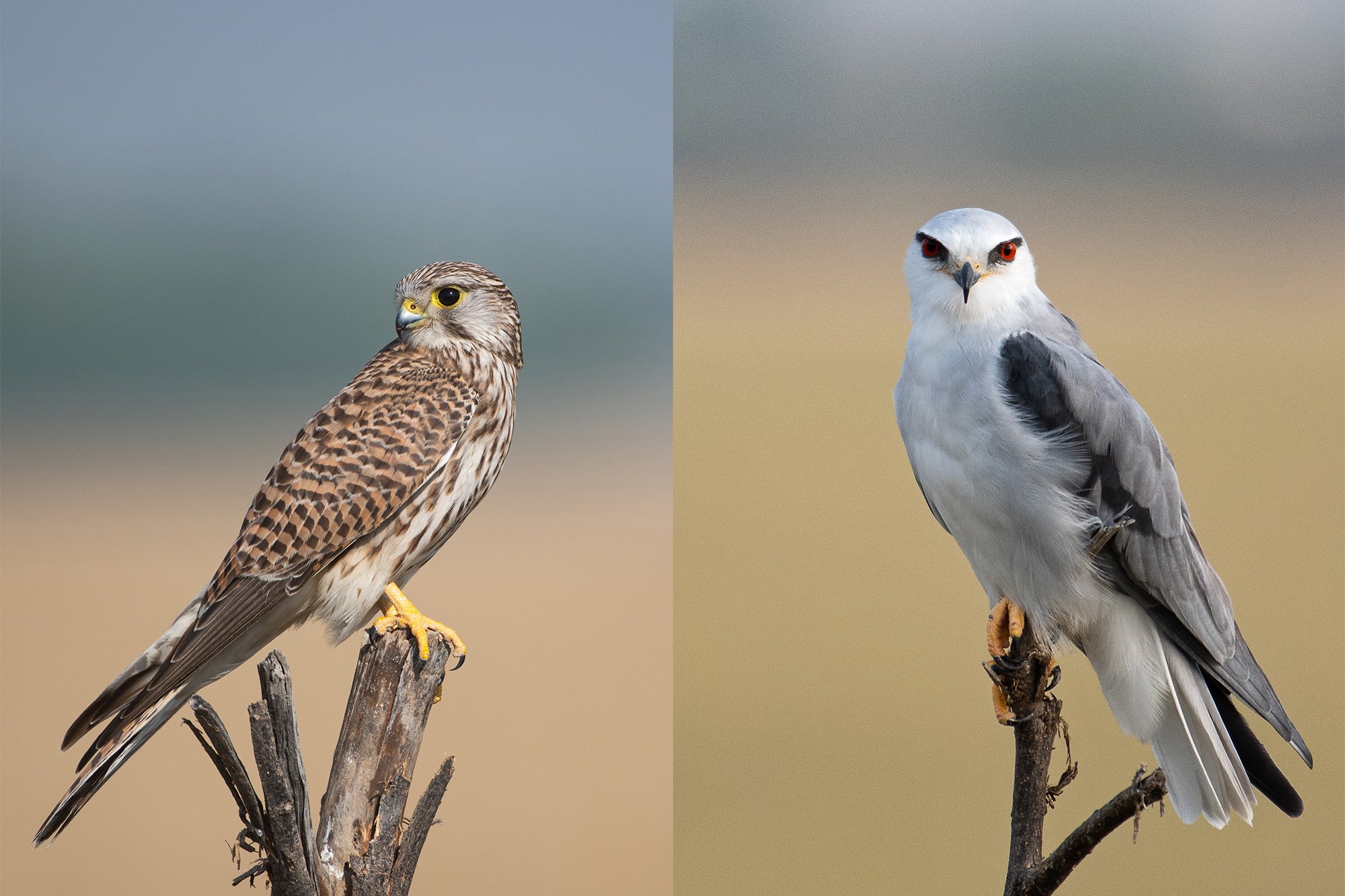 Tal-Chapar Common Kestrel & Black winged