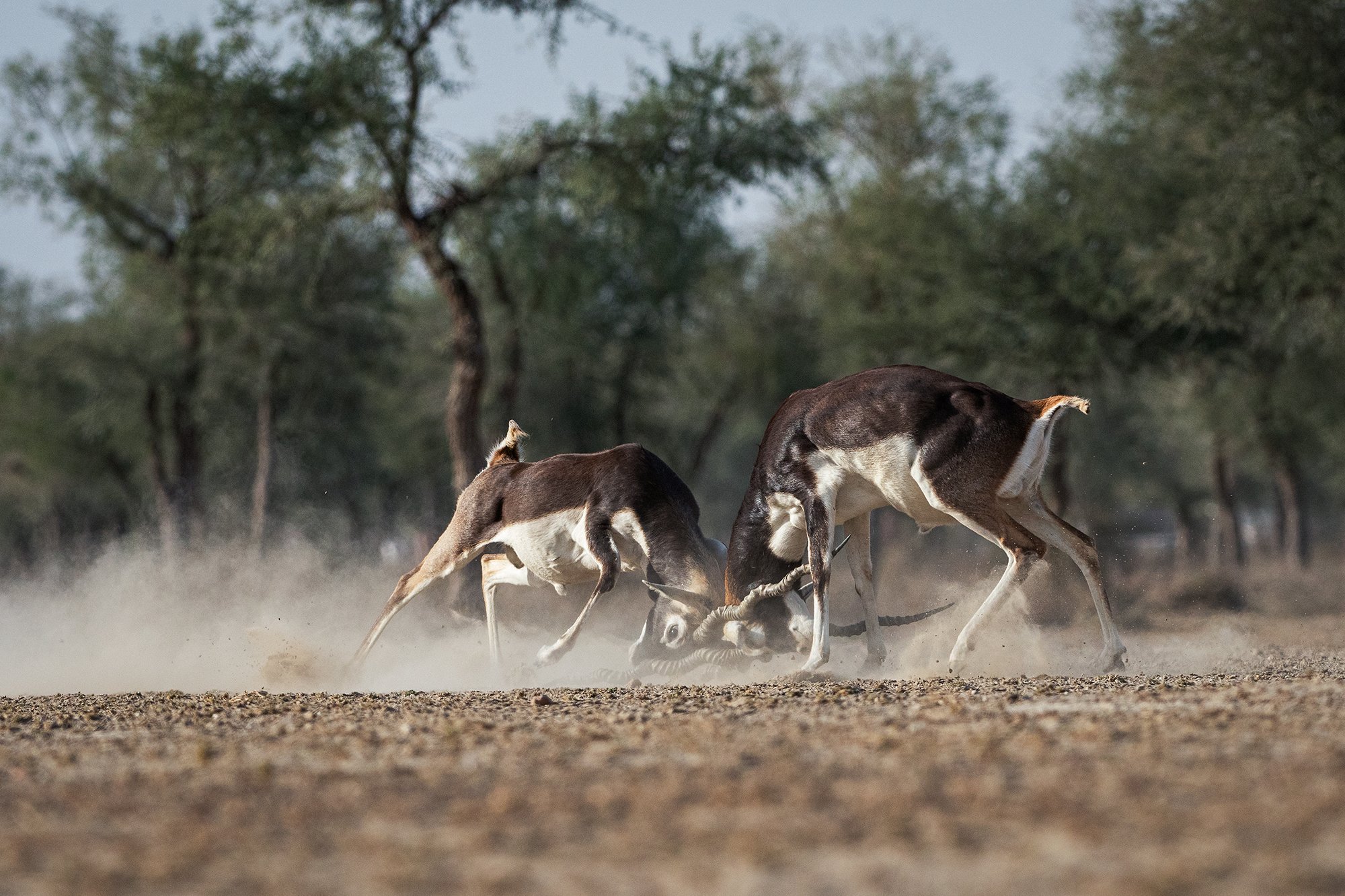Tal Chapar - Blackbucks