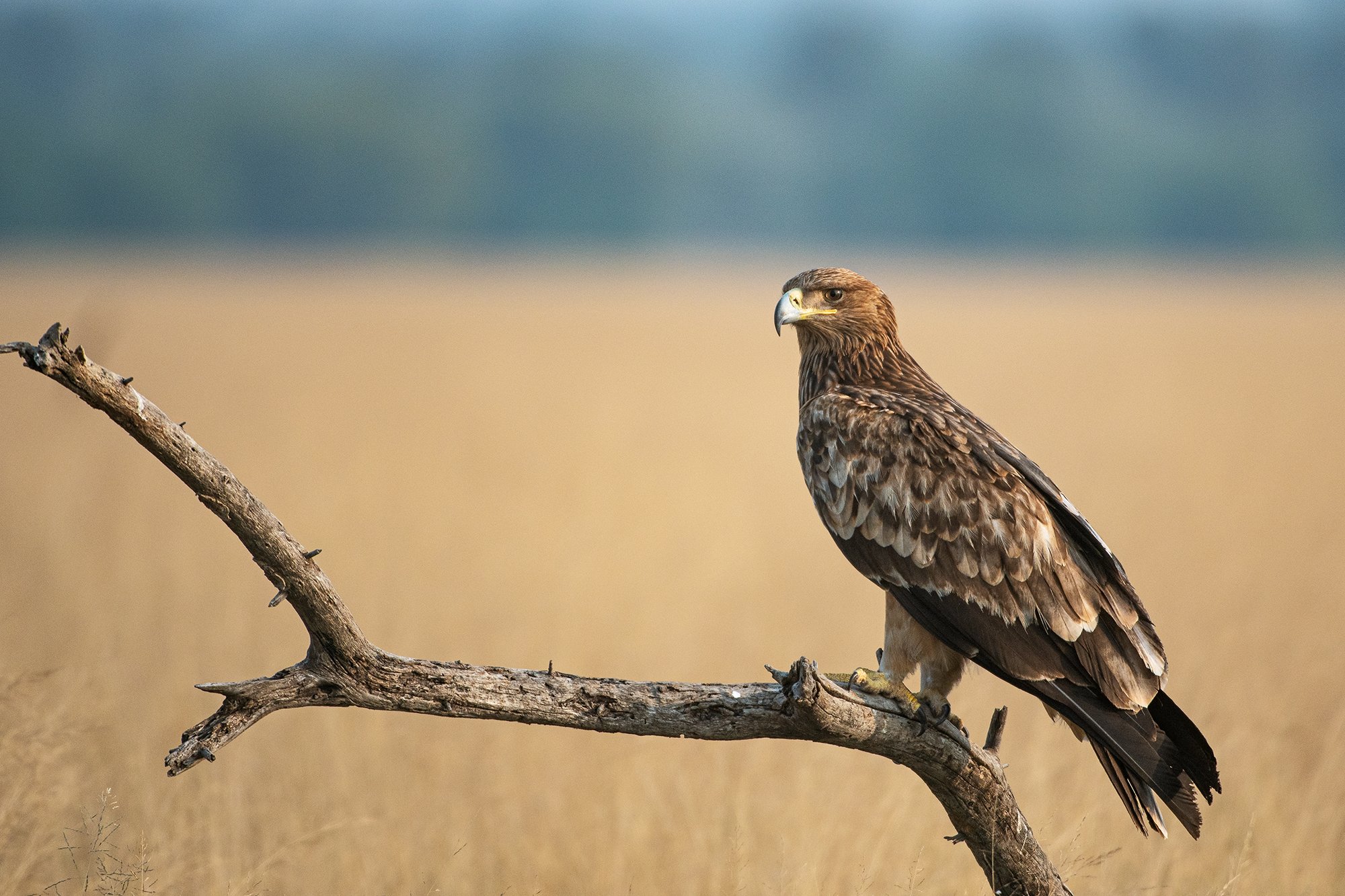 Tal Chapar - Imperial Eagle