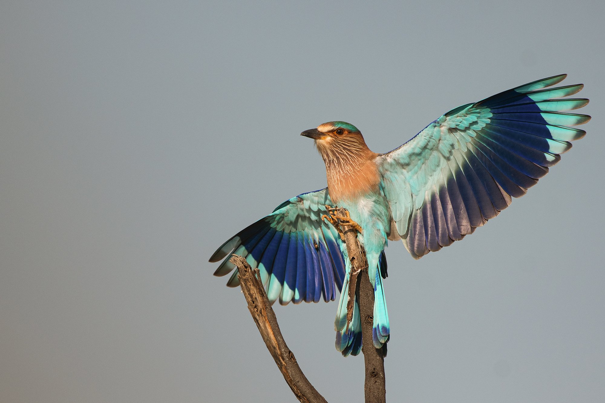 Tal Chapar - Indian Roller