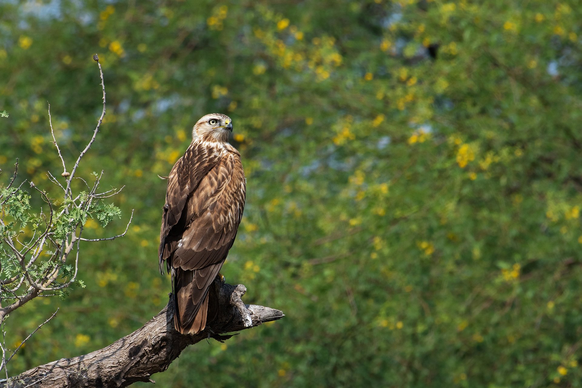 Tal Chapar - Long-legged Buzzard