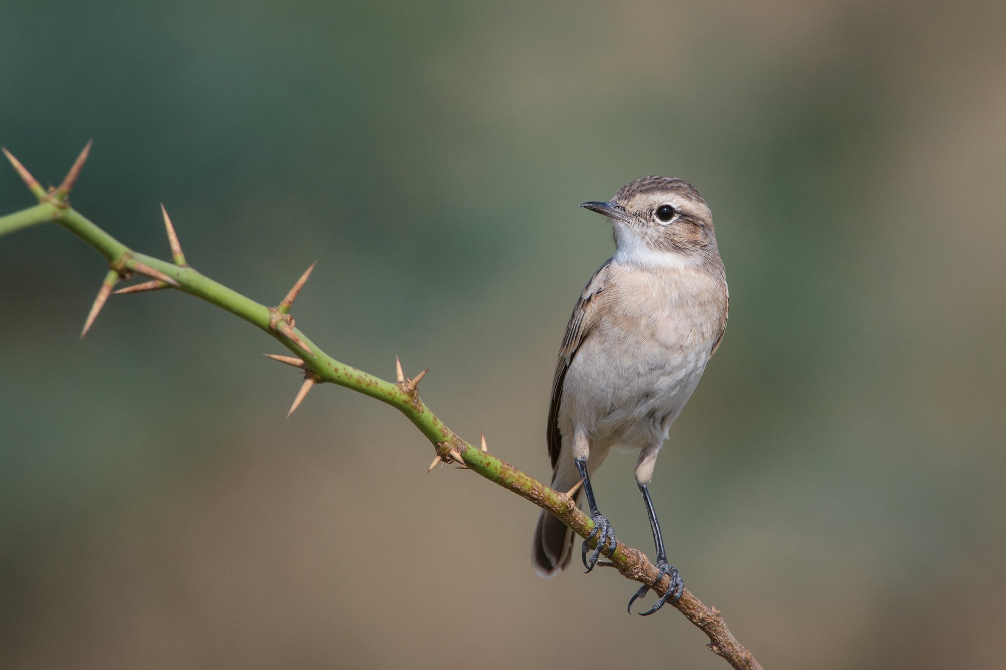 Tal Chapar - White-browed Bushchat