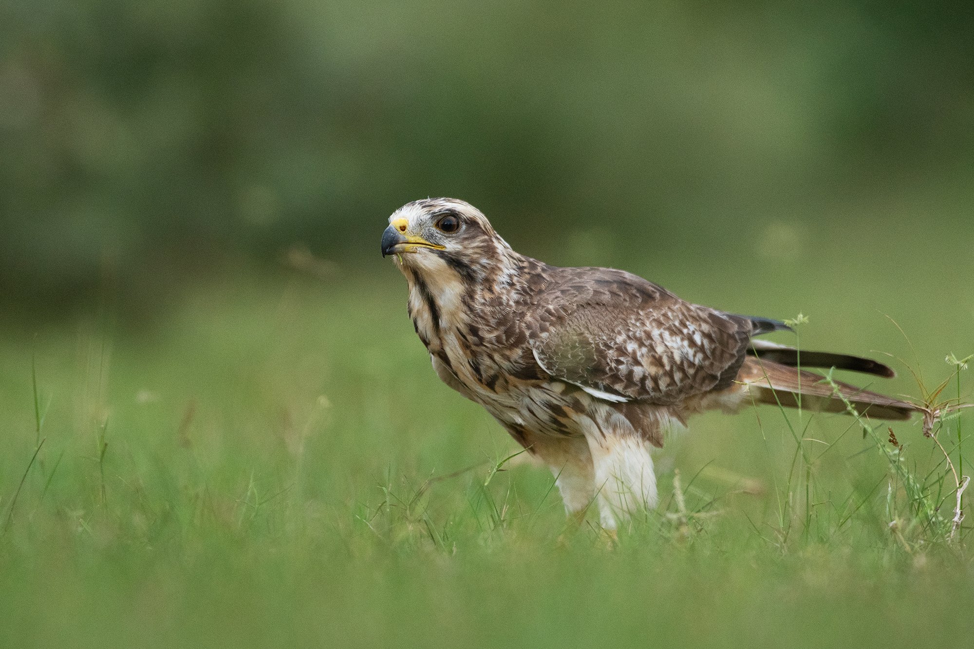 Tal Chapar - White-eyed Buzzard