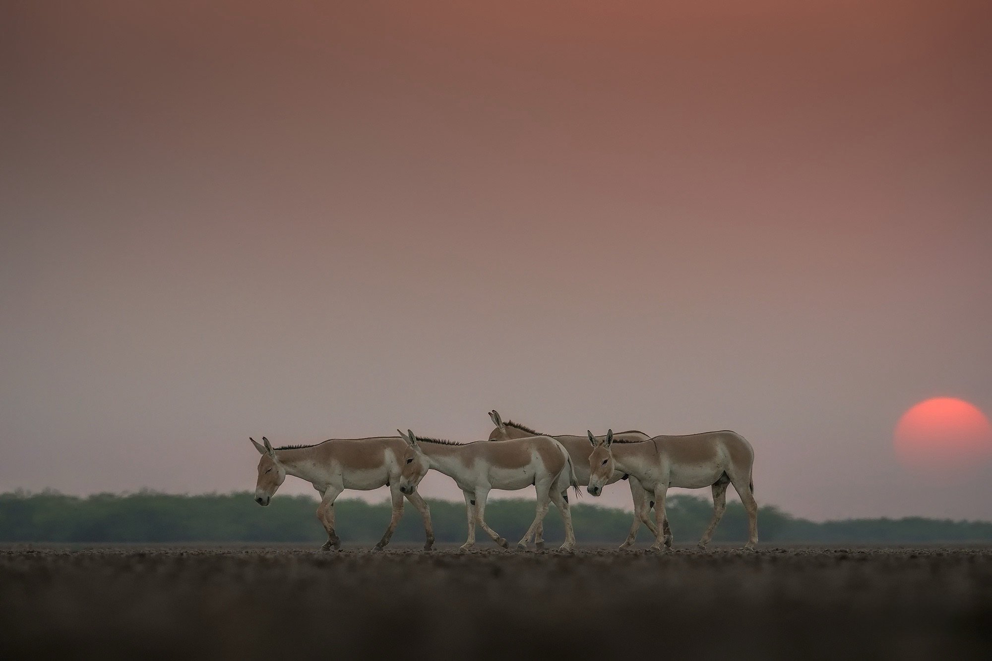 5 Rare Wildlife Experiences from Kutch