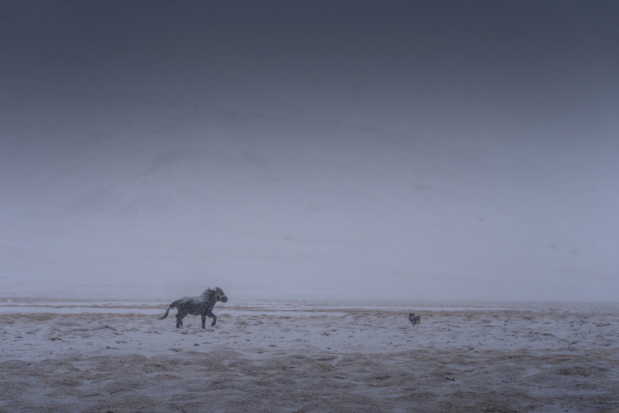 Winter Storm and Horse, Ladakh-Winter_IMG_1112