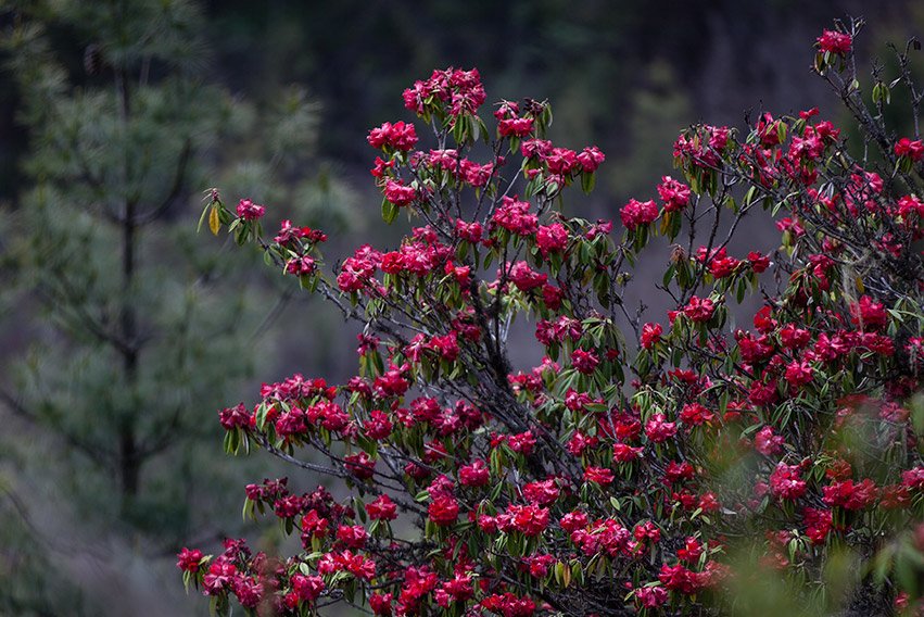 bhutan-flowers-photography-5