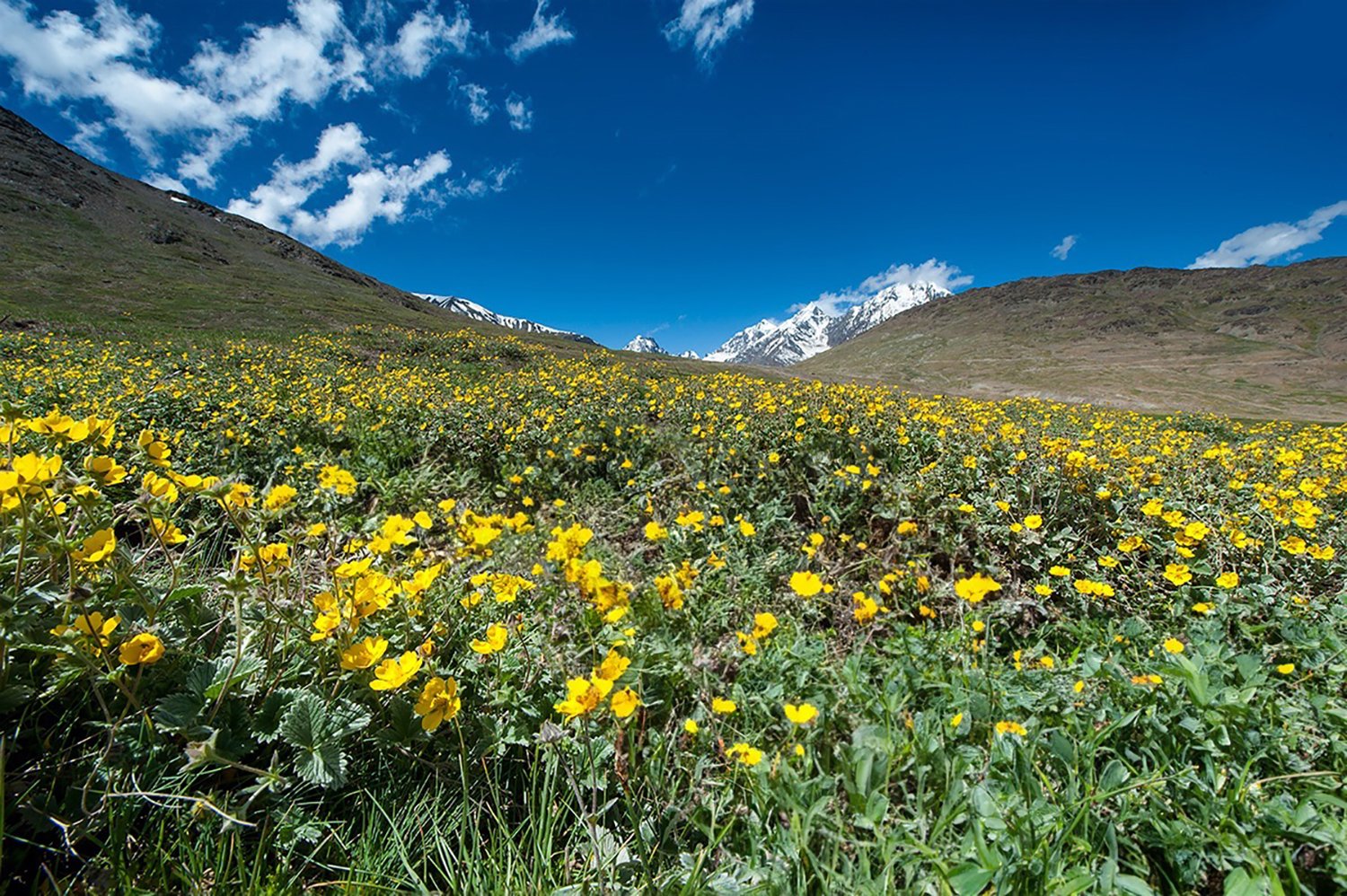 Wild Flowers in Spiti IMG_2443