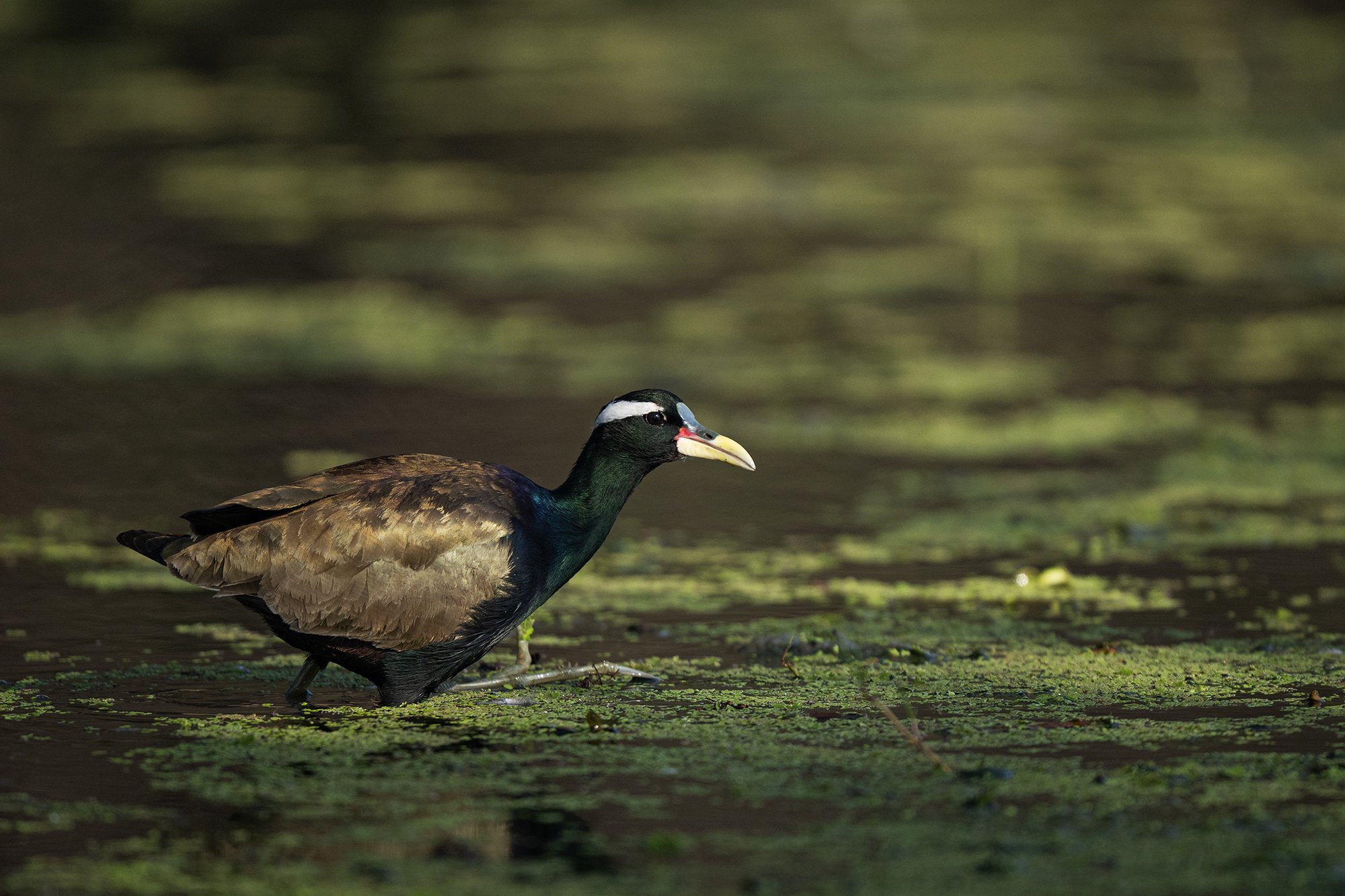 Bharatpur - Bronze-winged Jacana