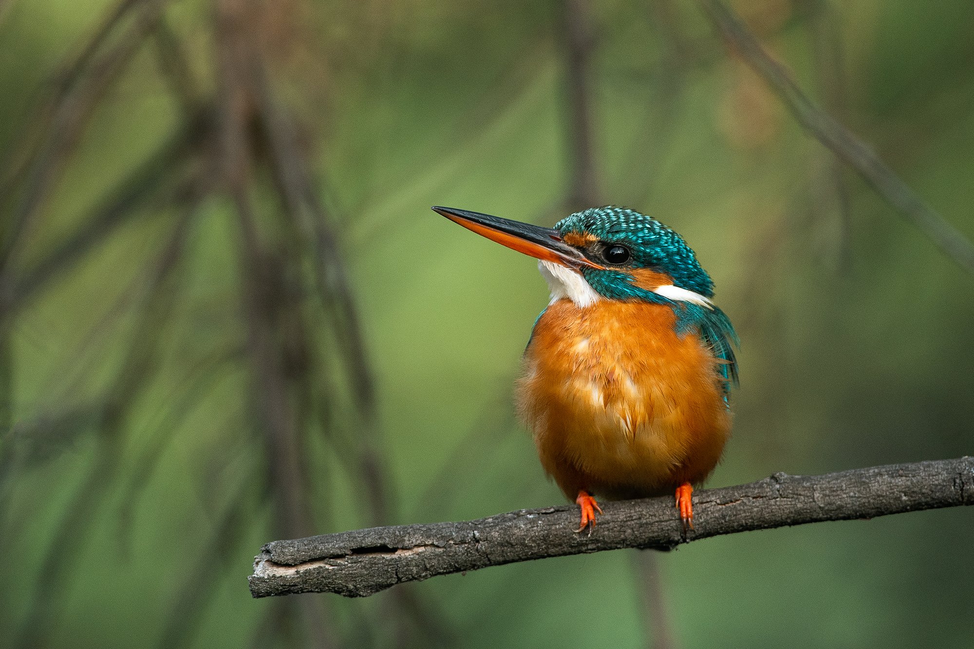 Bharatpur - Common Kingfisher