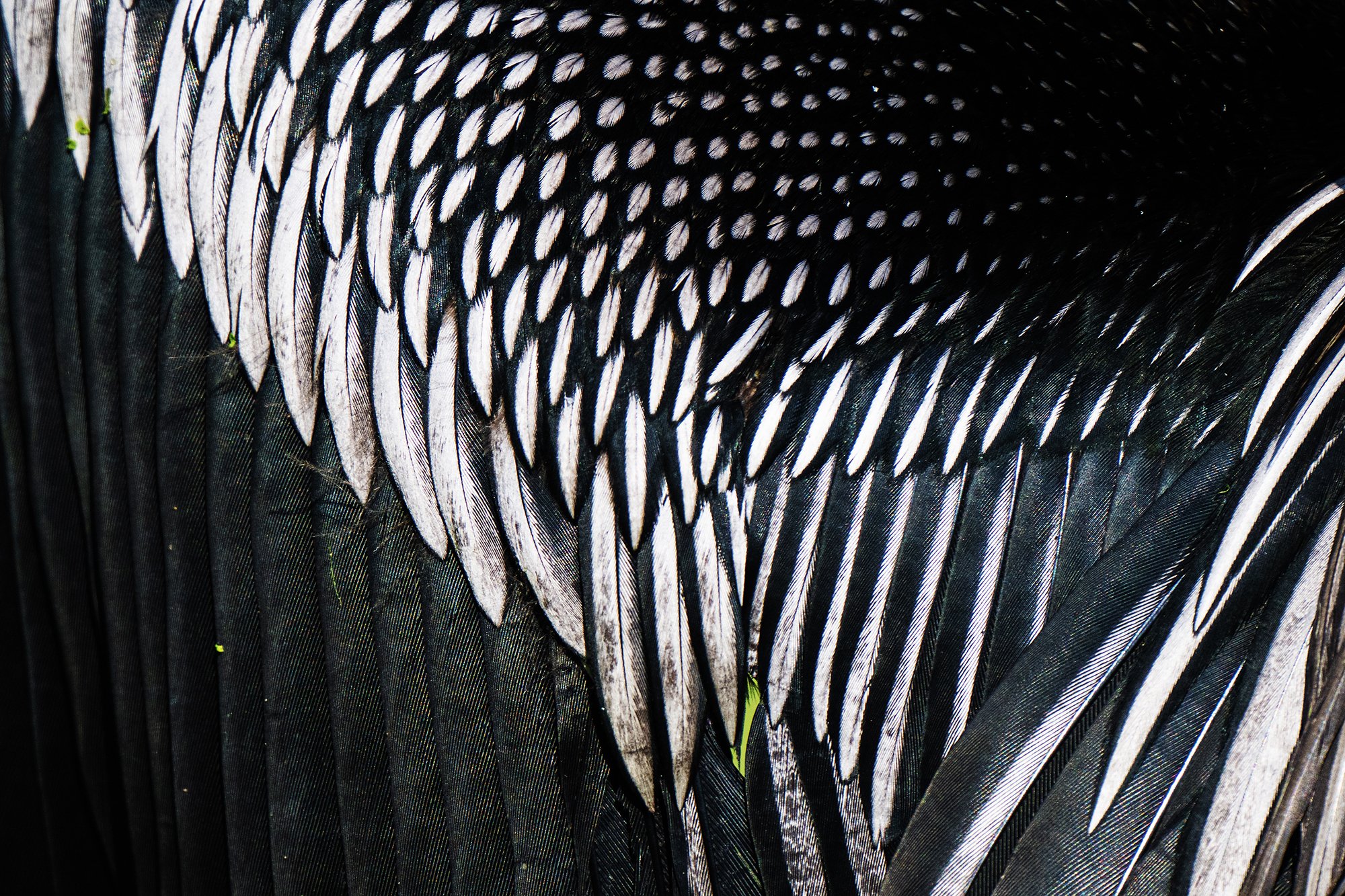 Bharatpur - Darter closeup