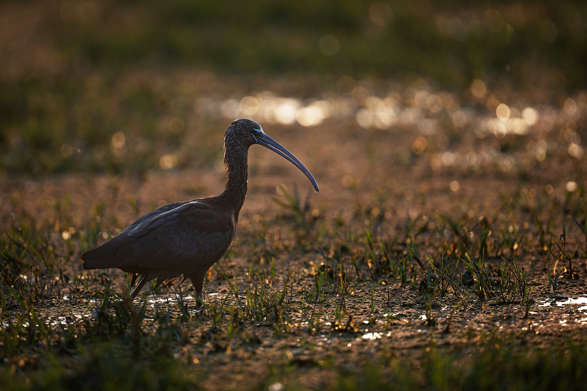 Bharatpur - Glossy Ibis