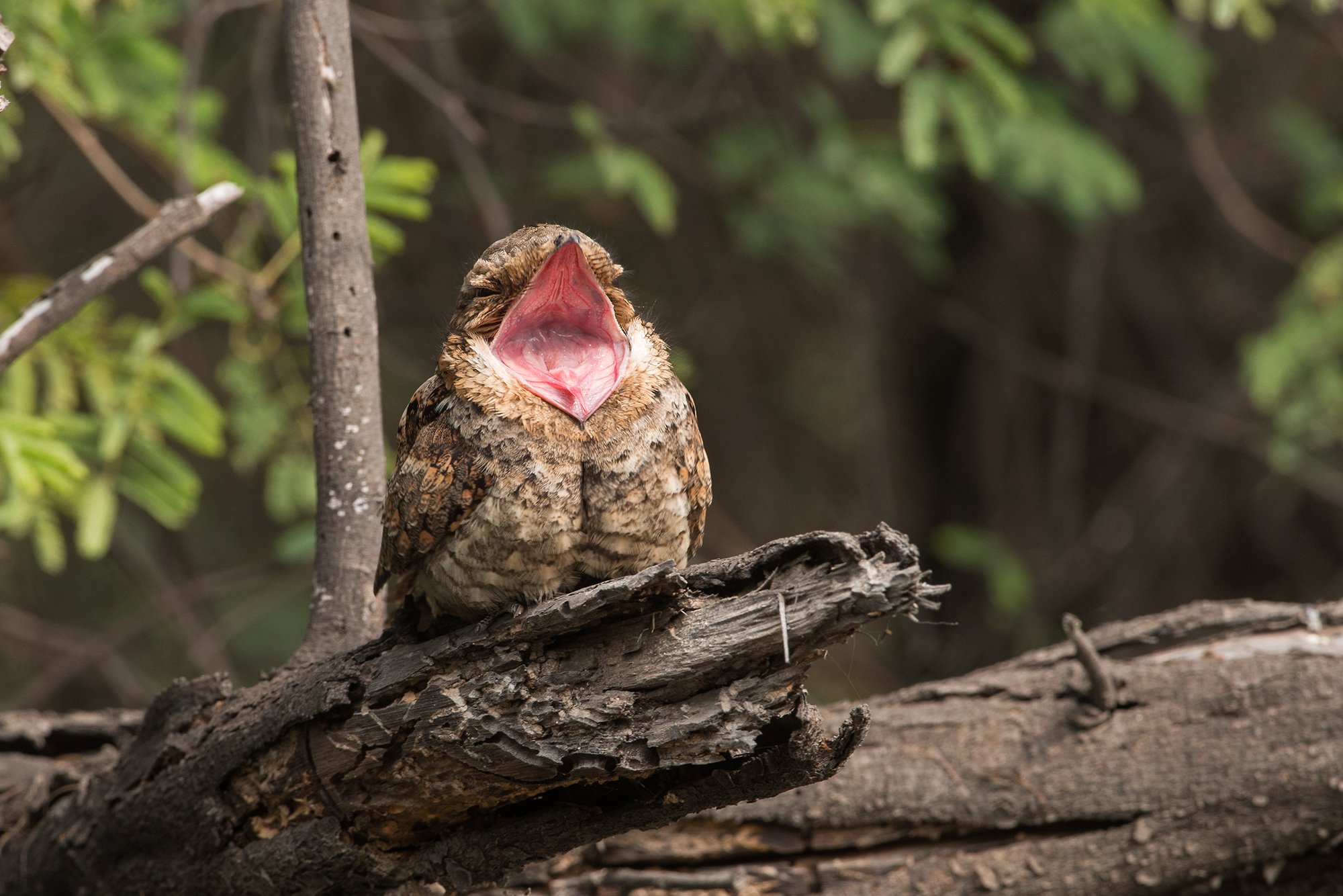 Bharatpur - Grey Nightjar