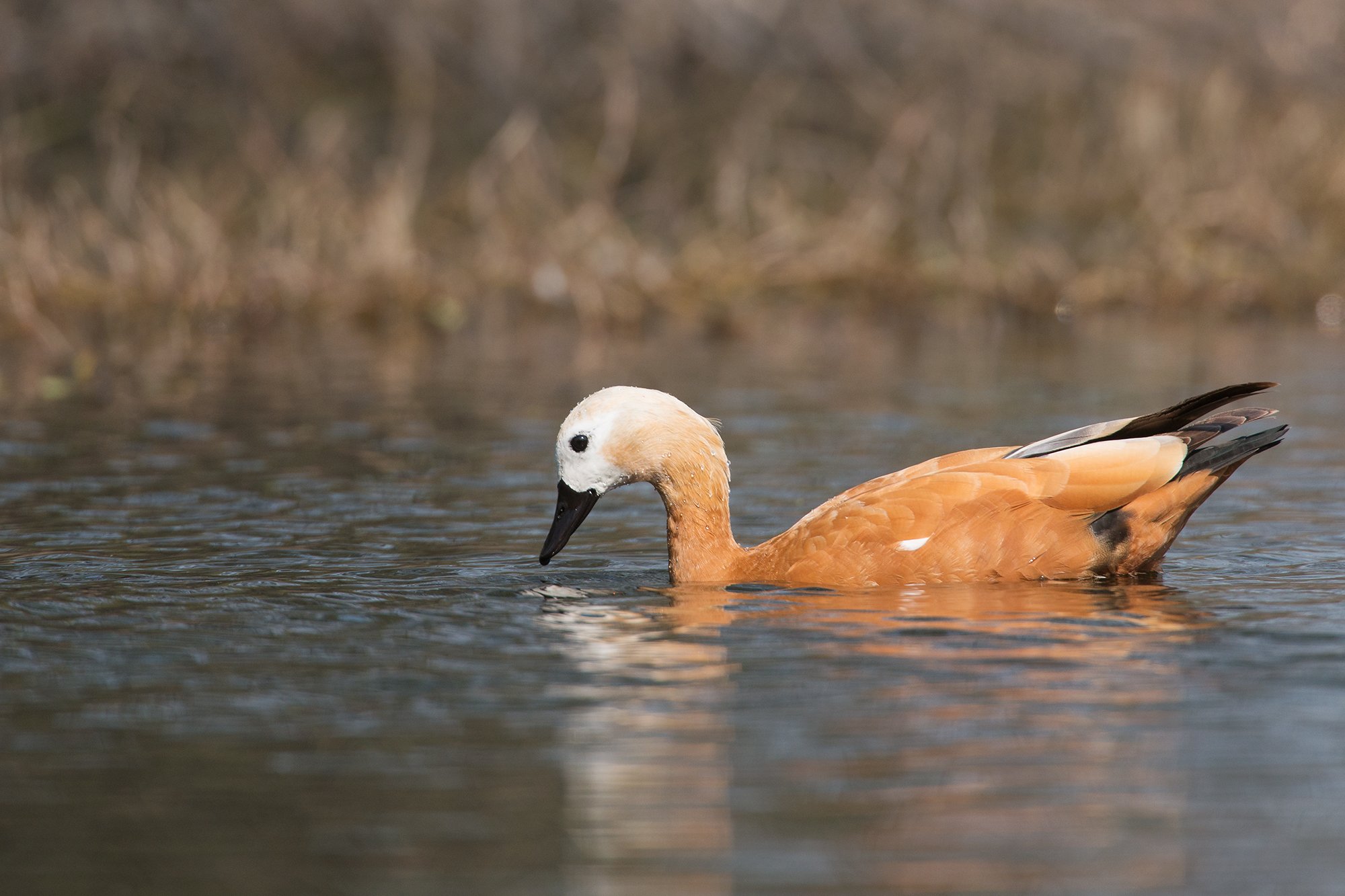 Bharatpur - Ruddy Shelduck